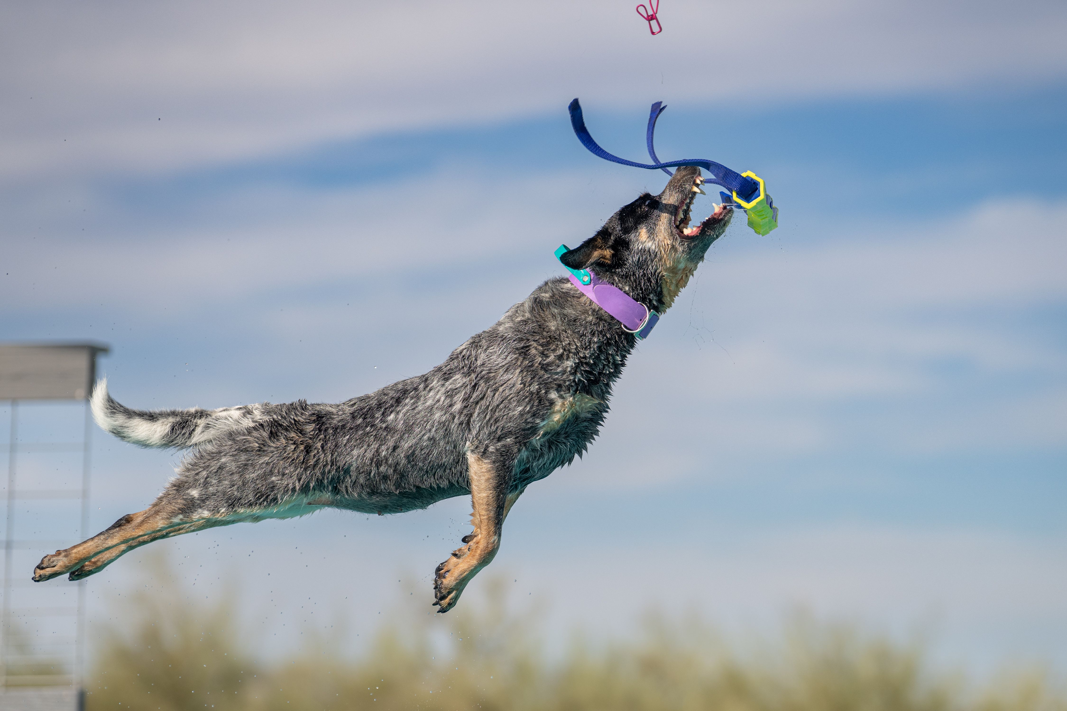 Australian Cattle Dog after knocking a bumper down Australian Cattle Dog after knocking a bumper down