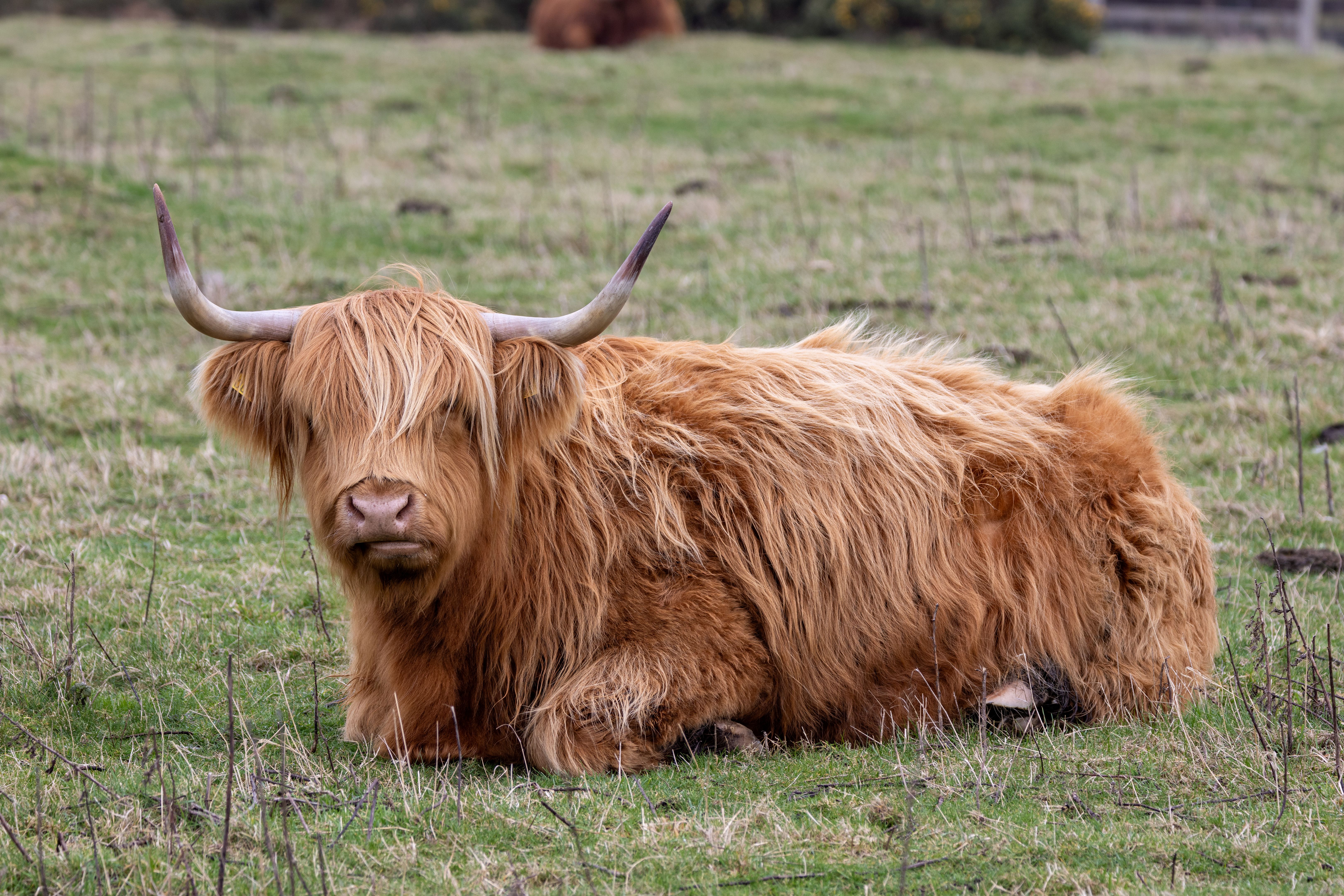 highland cattle farm