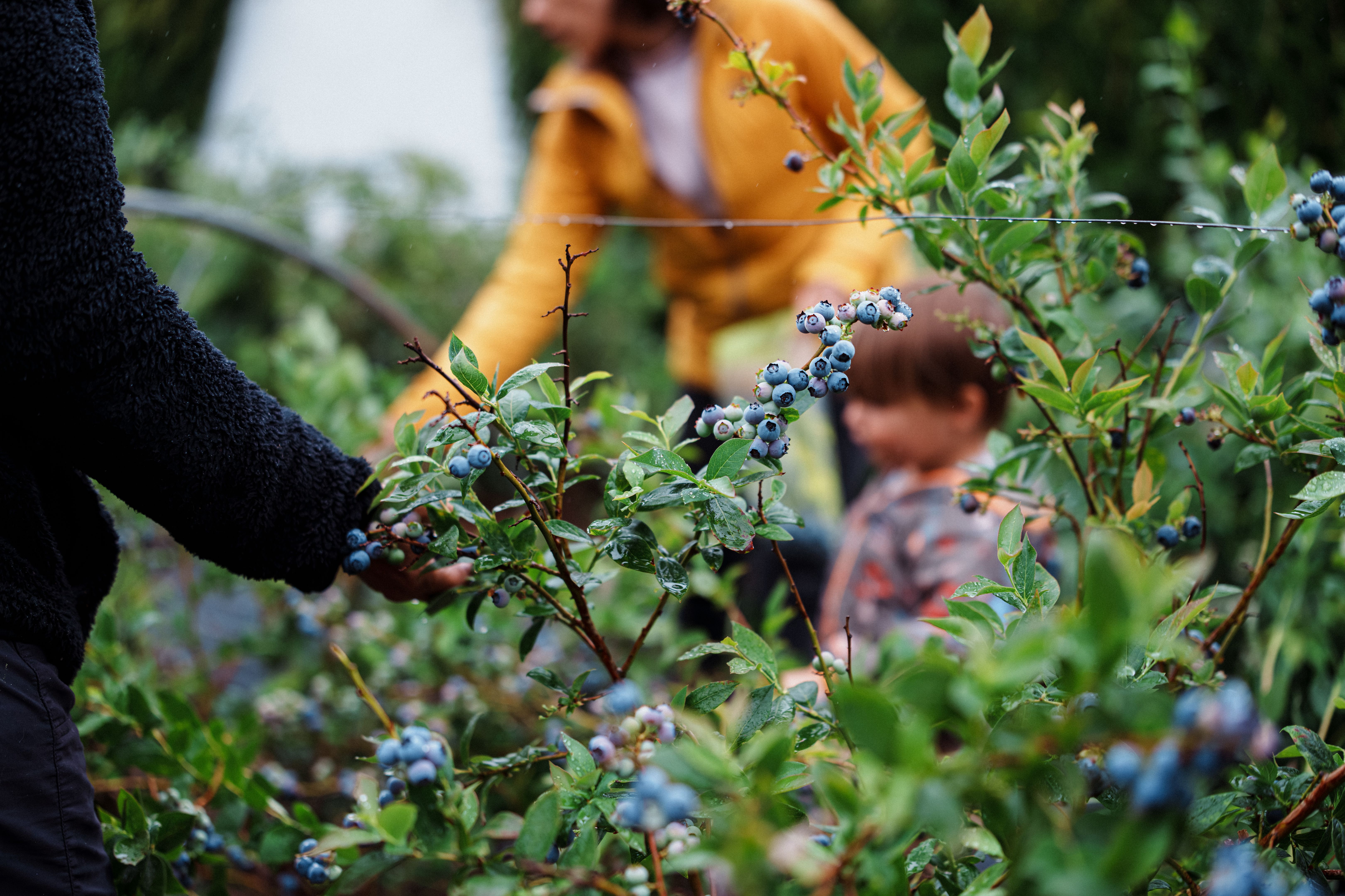 family picking fruit