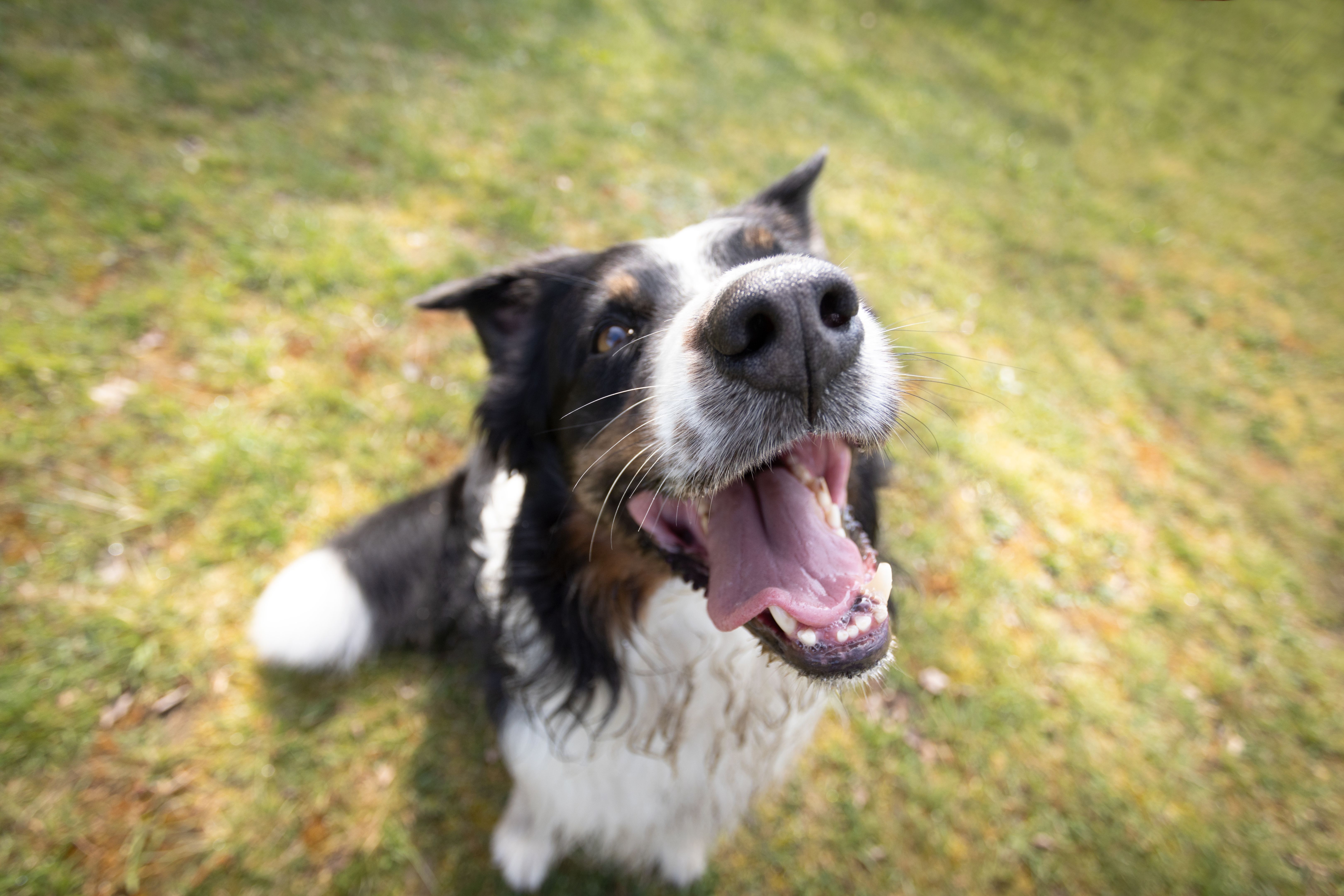 Australian Shepherd dog nose close up on the grass meadow