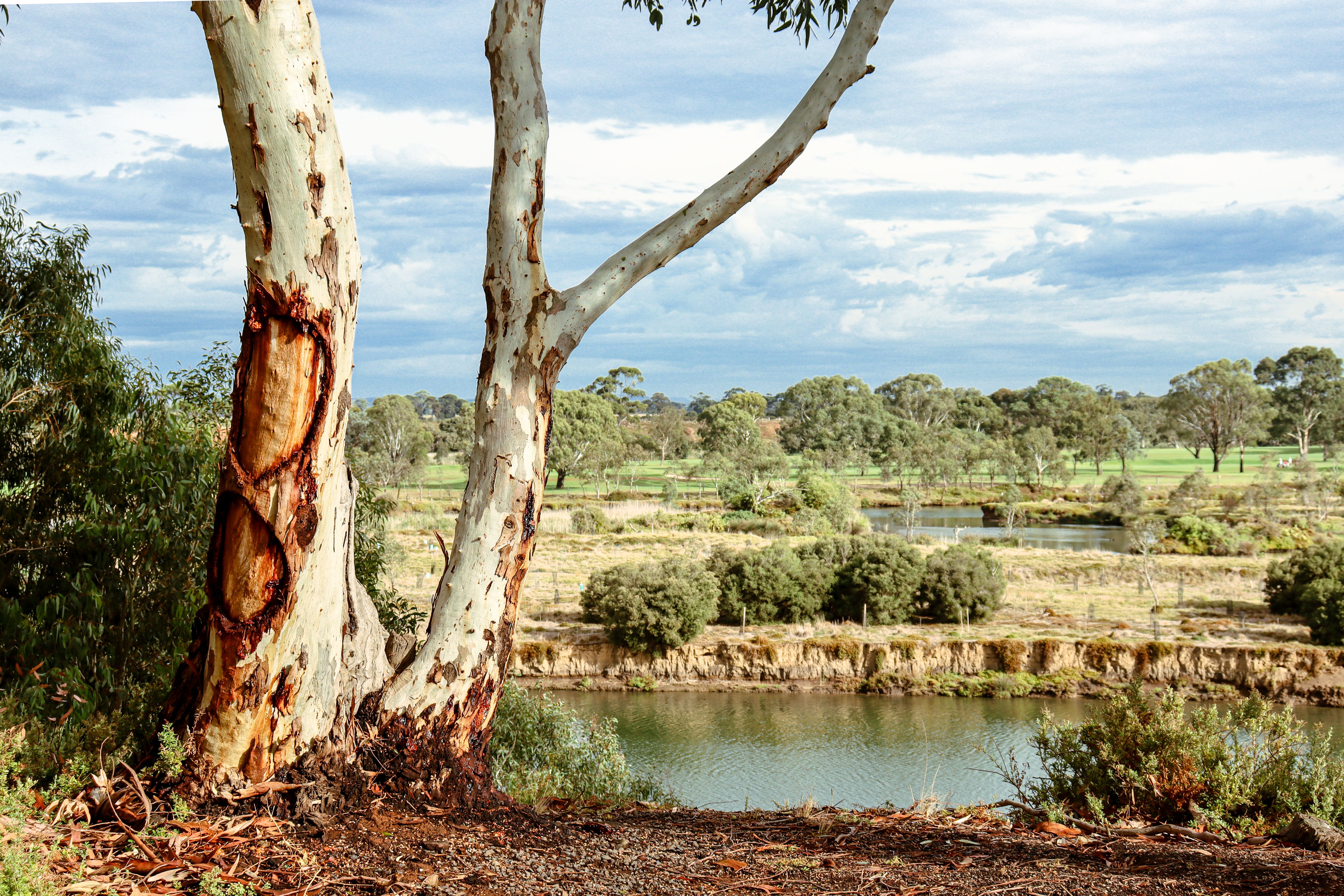 australian landscape