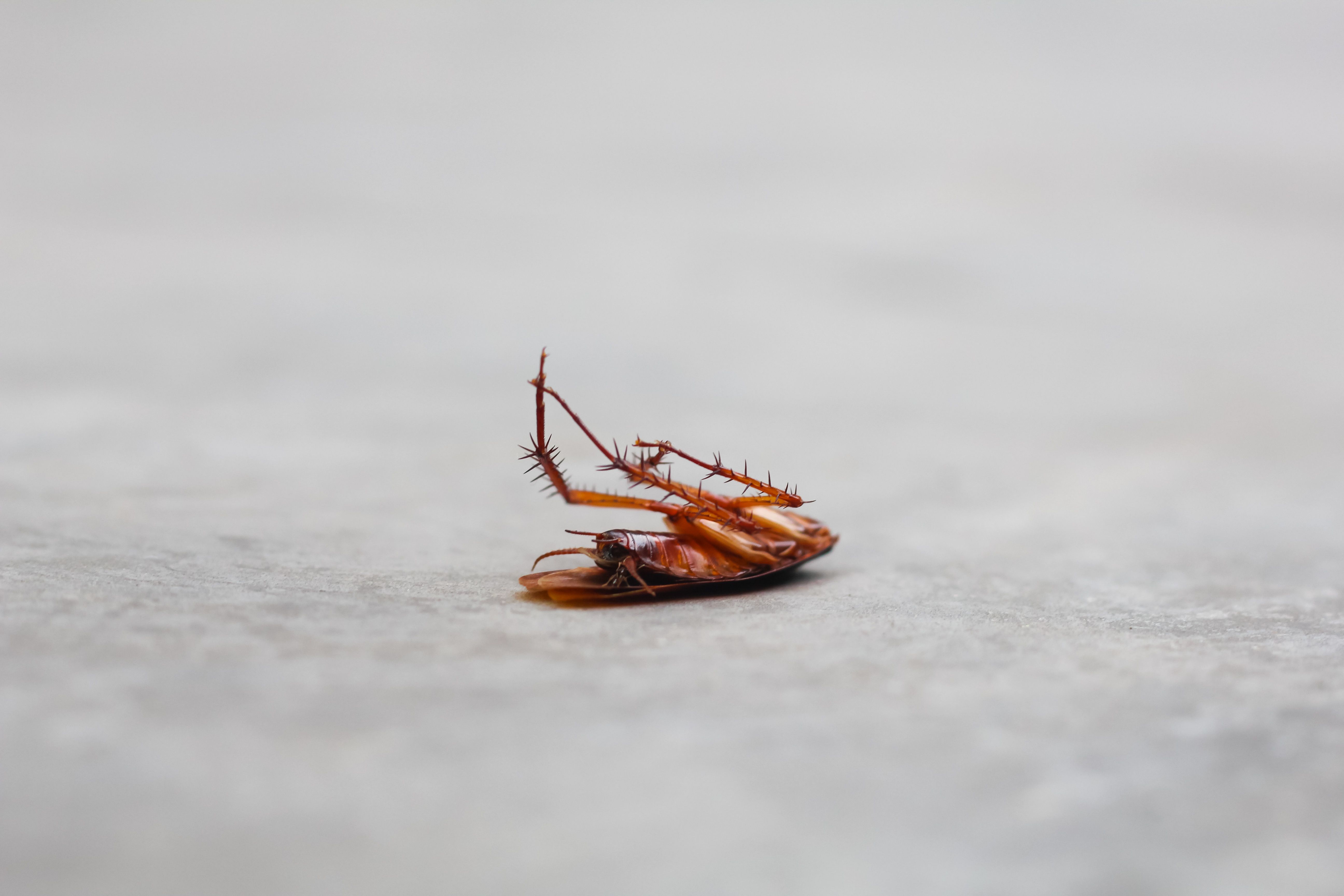 cockroach infestation