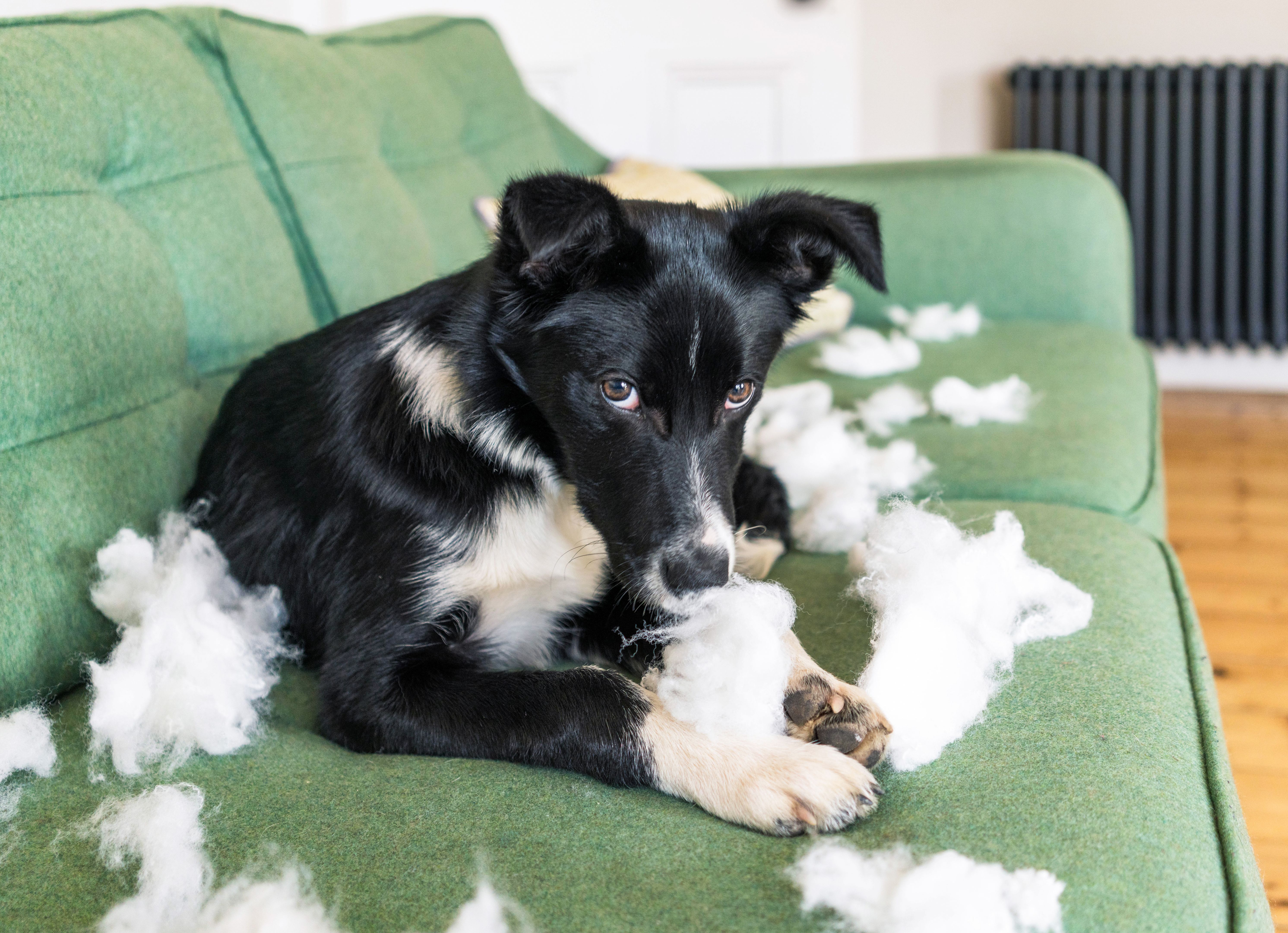 Border Collie puppy caught in the act