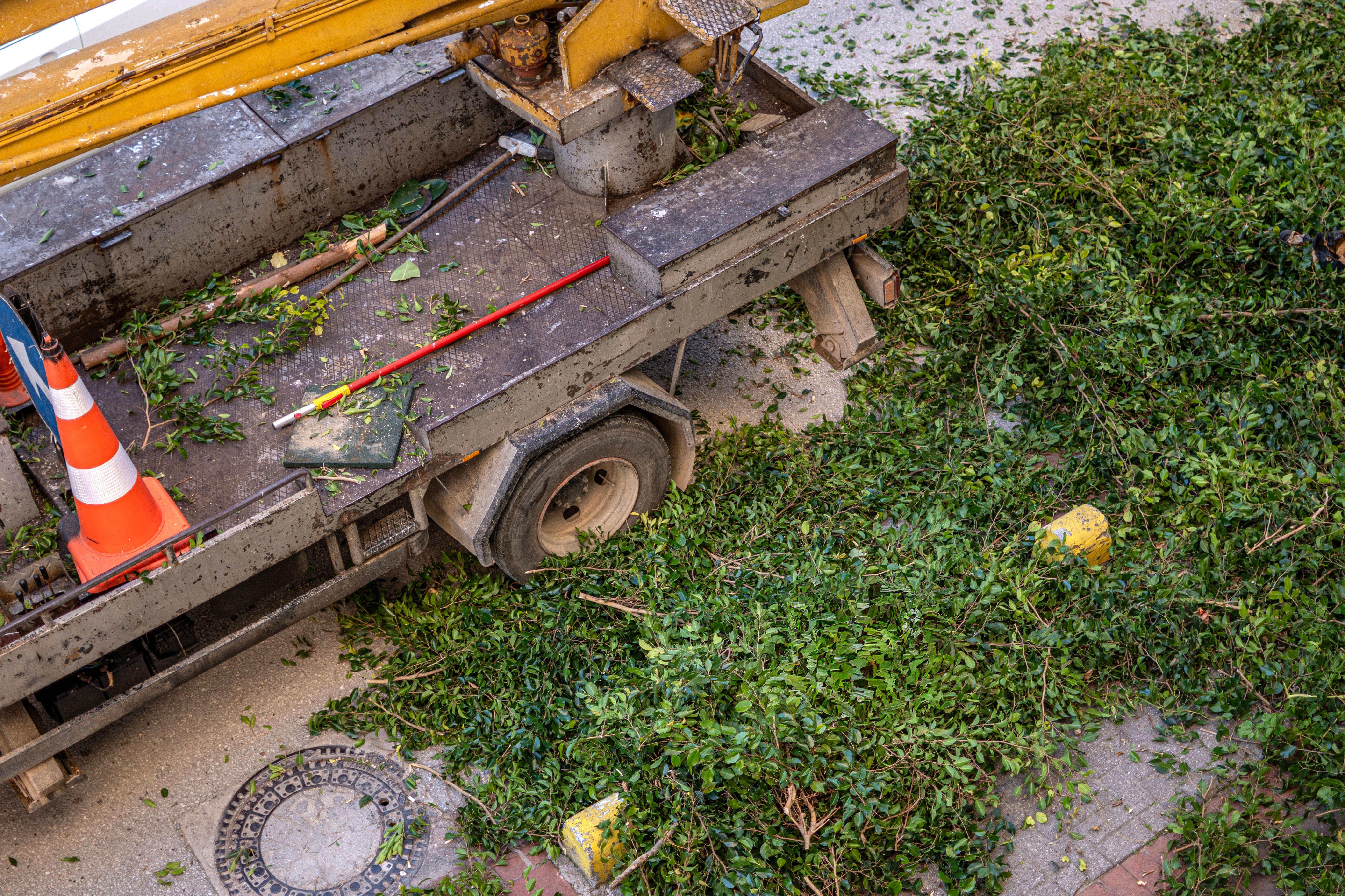 commercial tree removal