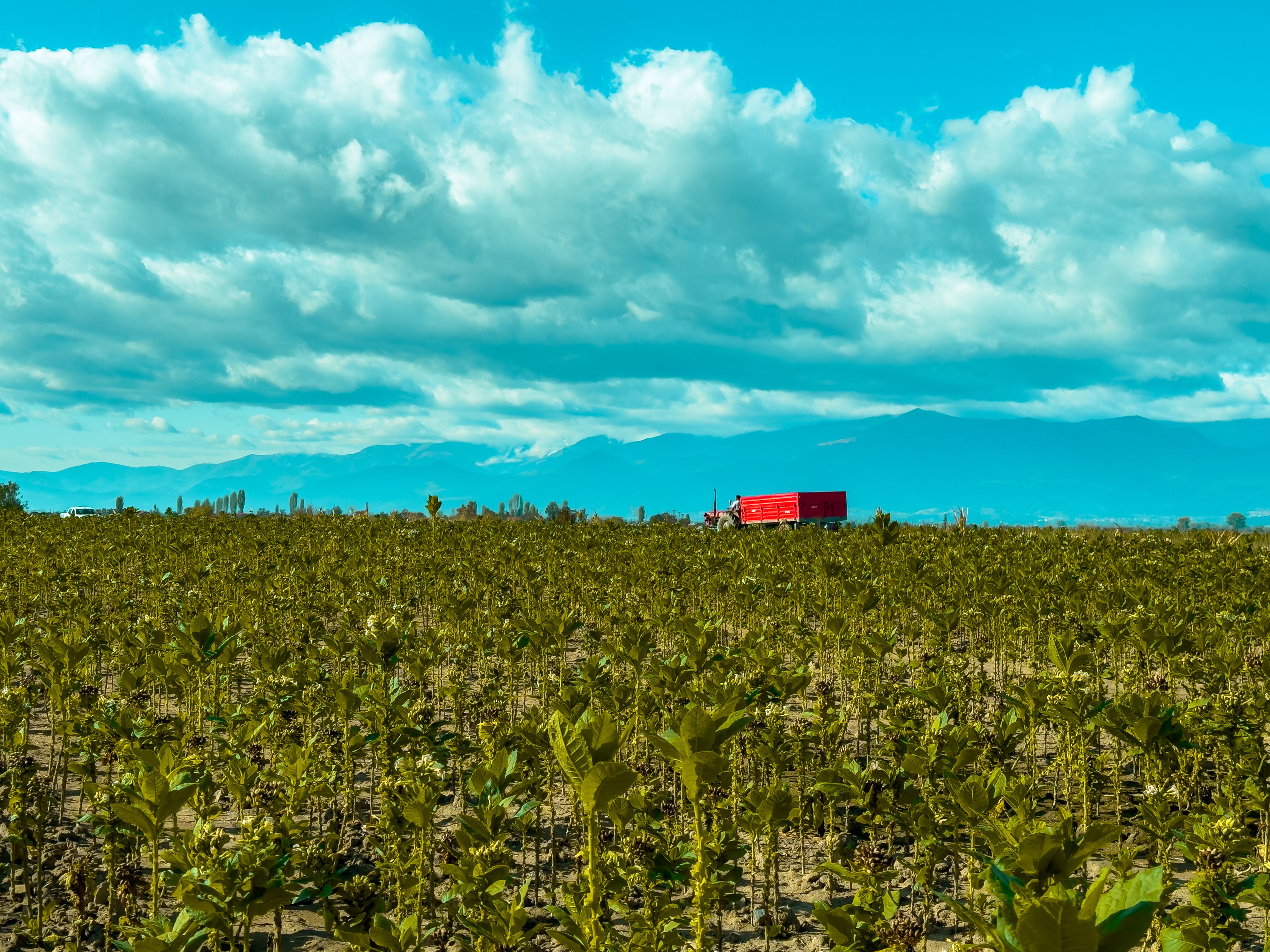 agriculture north macedonia