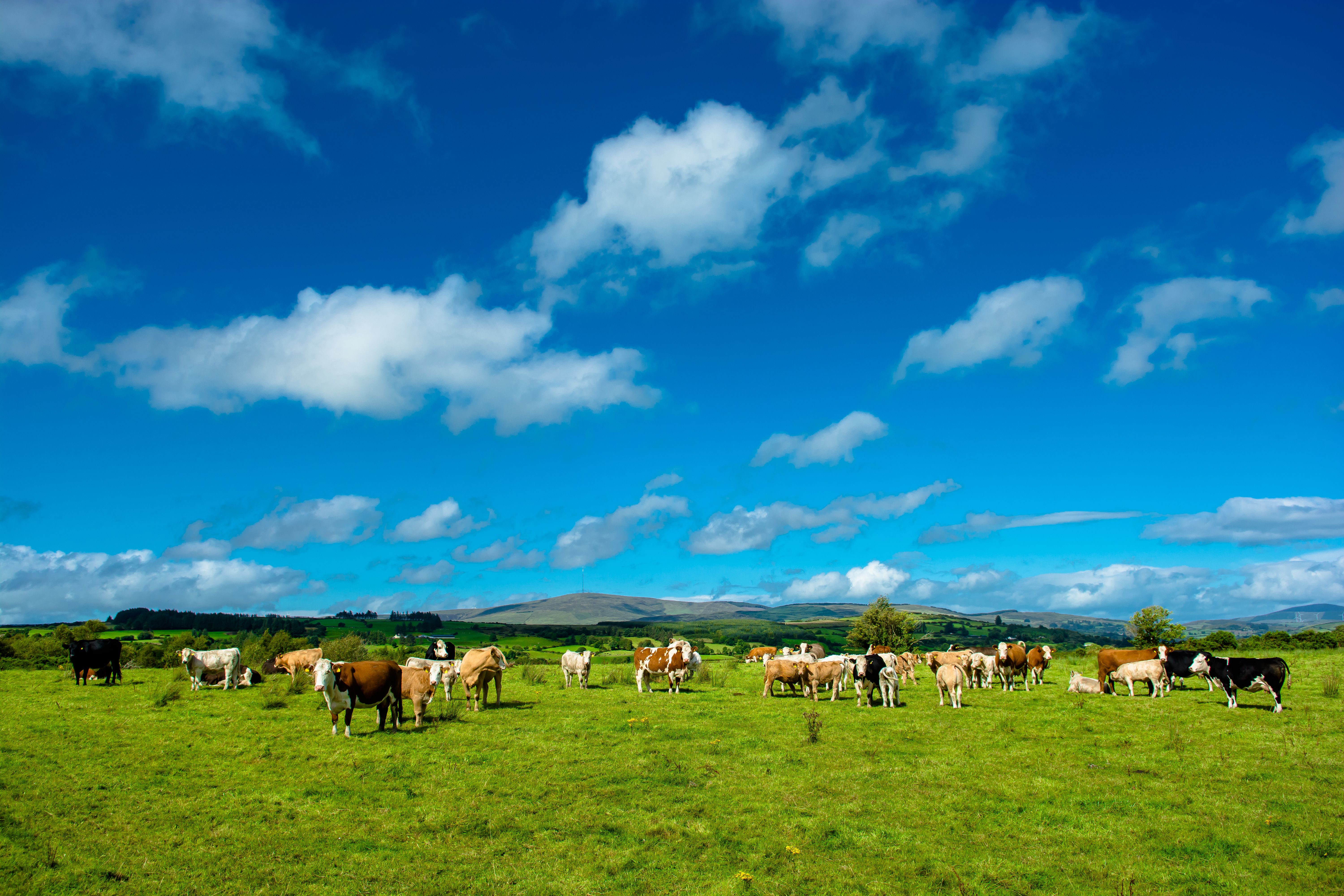 Herd of Cattle on Sunny Pasture