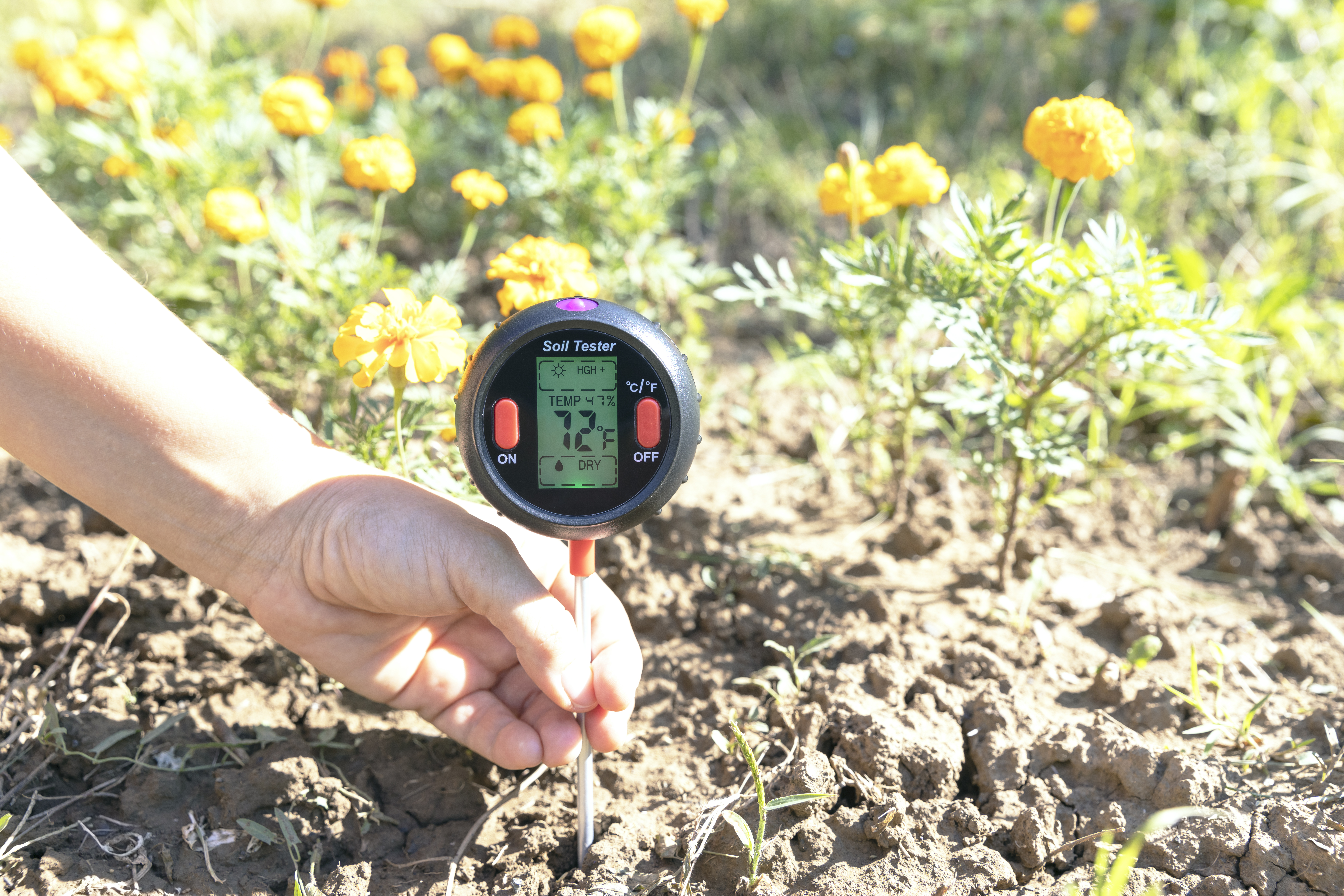Soil testing in flower plant garden with digital analyzer or tester Soil testing in flower plant garden with digital analyzer or tester