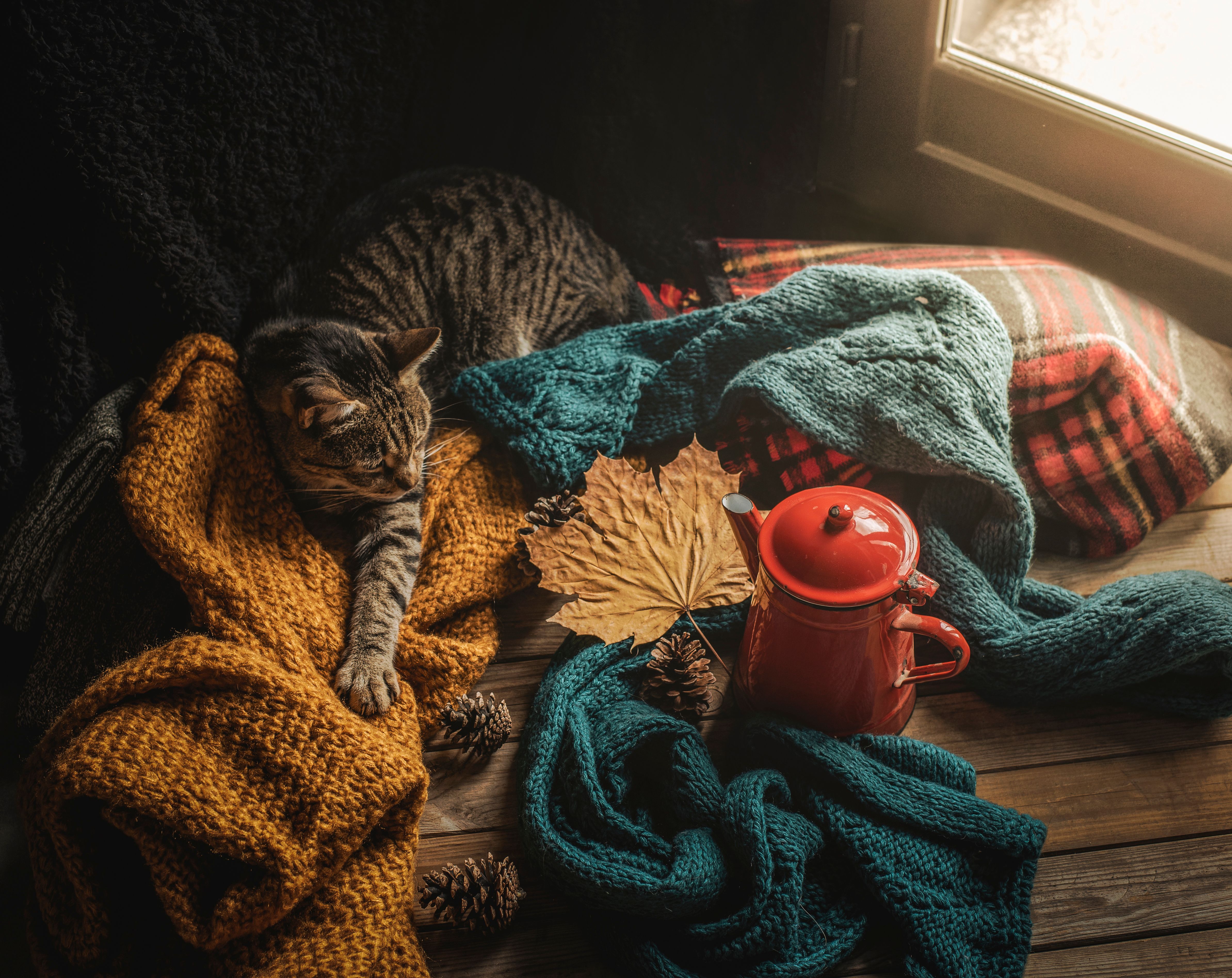 autumn cozy