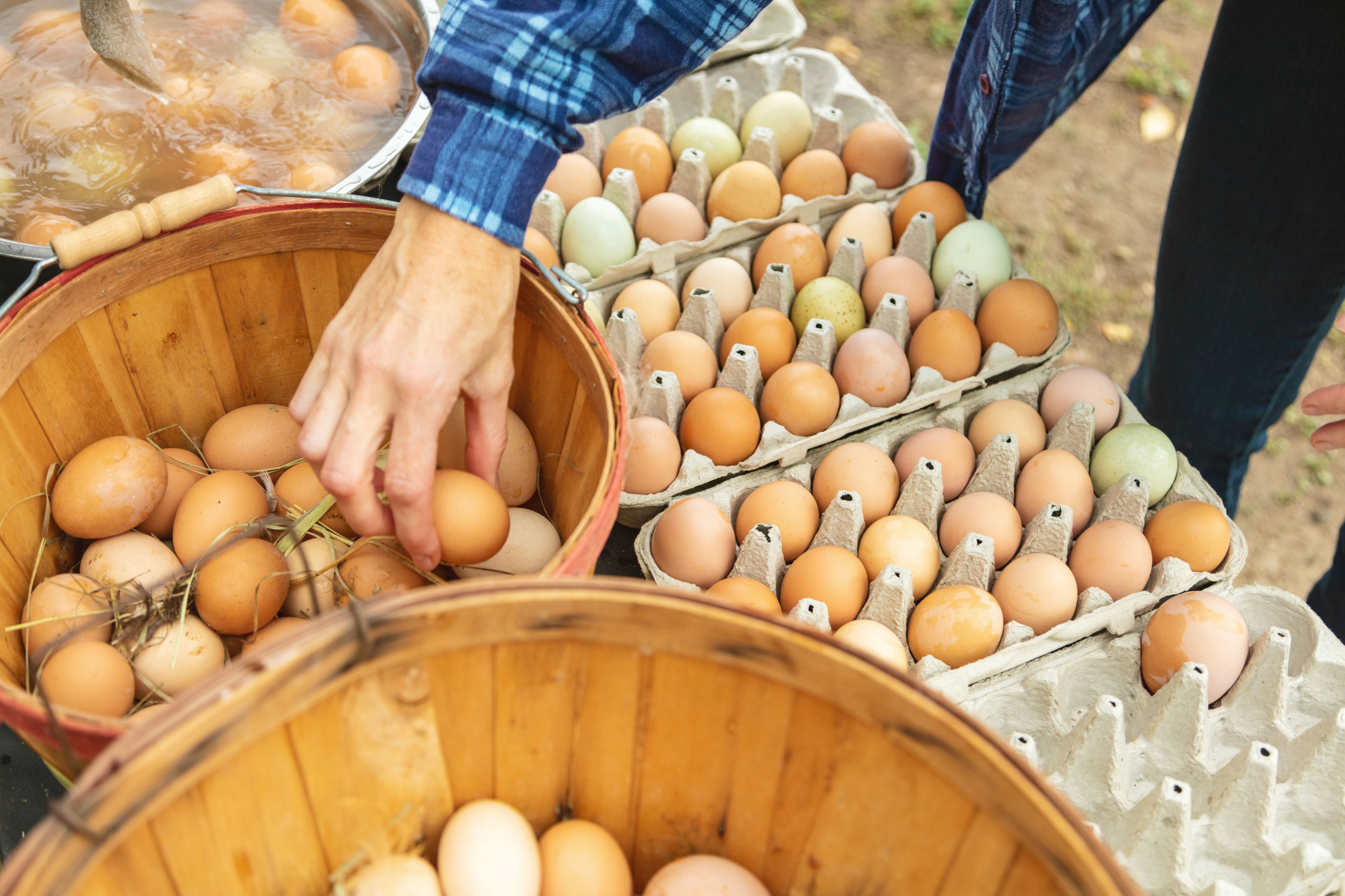 Millennial Couple Running a Home-based Business Selling Eggs to Local Clients Sustainable Farming Photo Series
