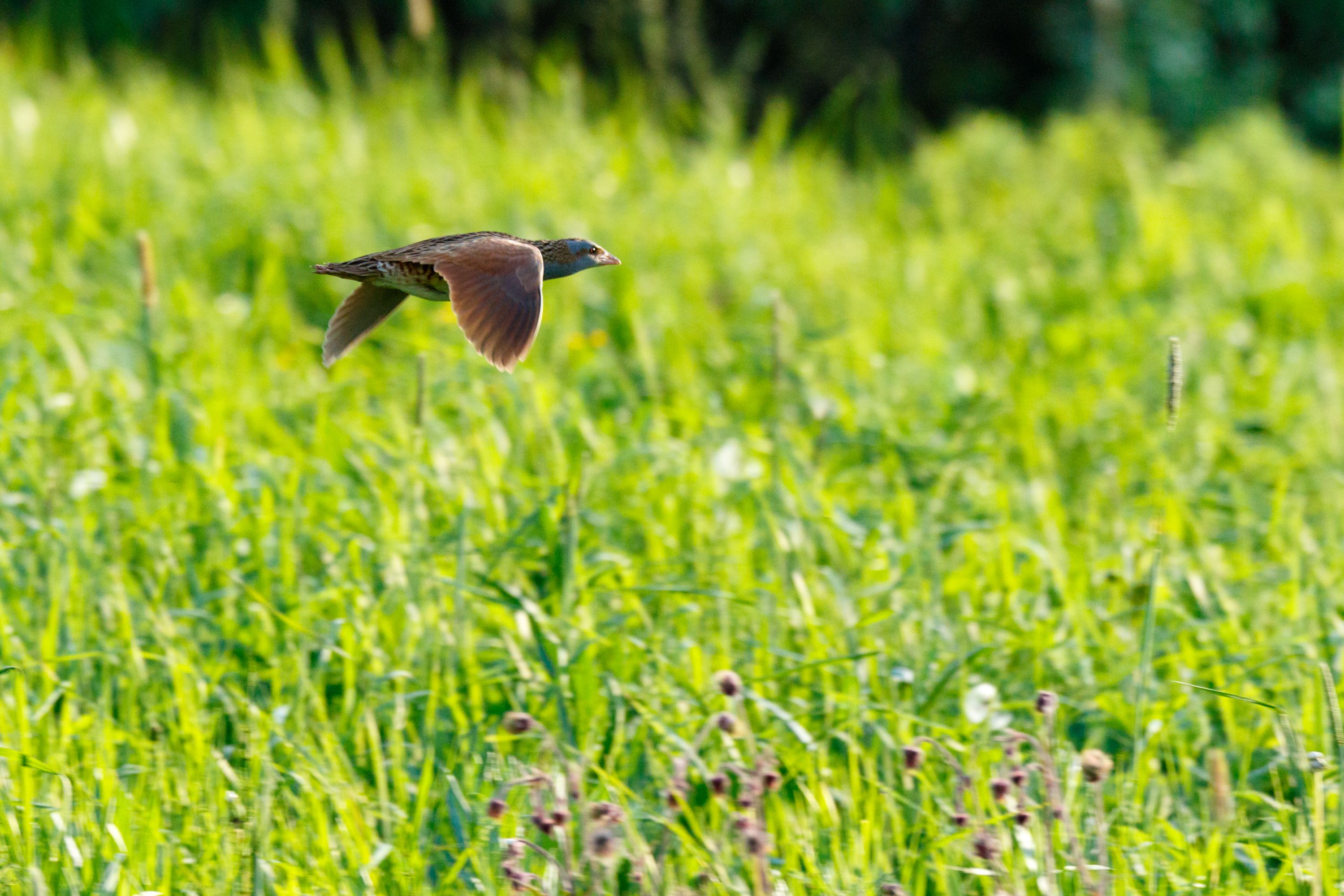Corncrake, Corn crake (Crex crex).