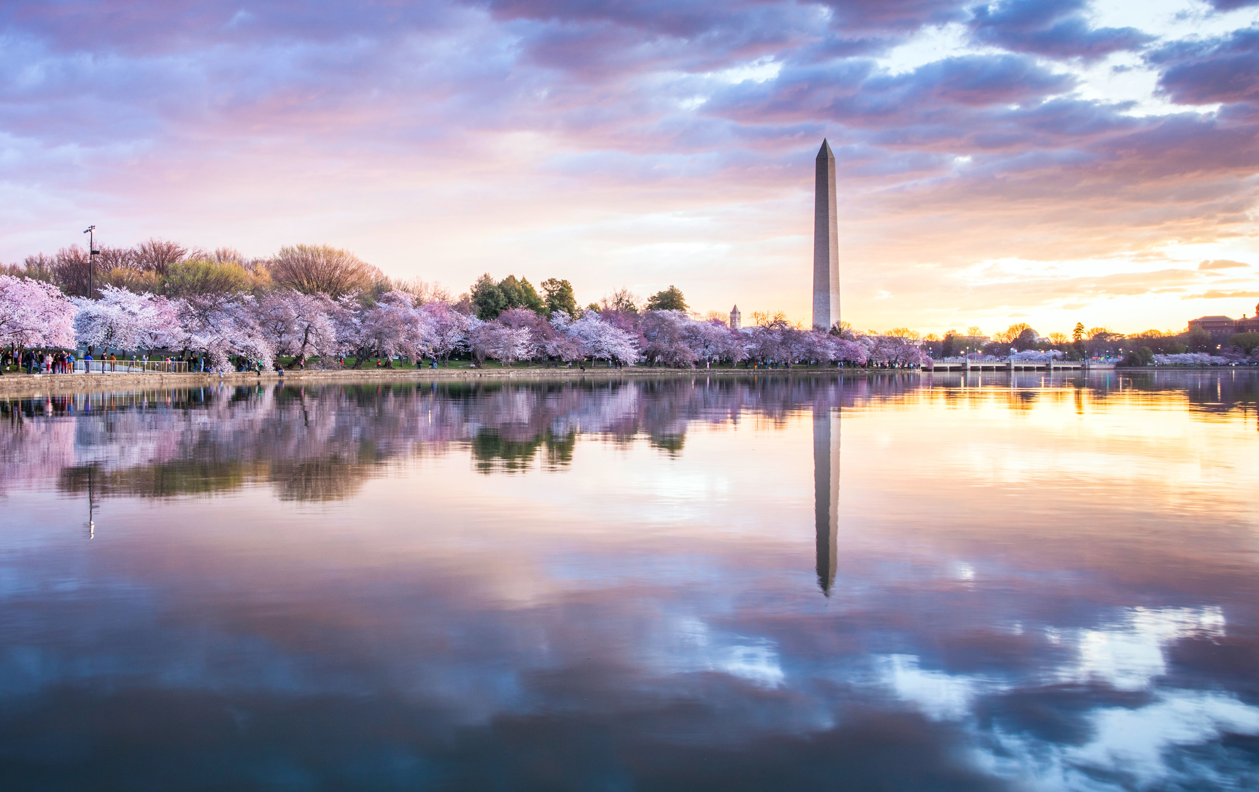 Cherry blossoms at sunrise - Washington DC