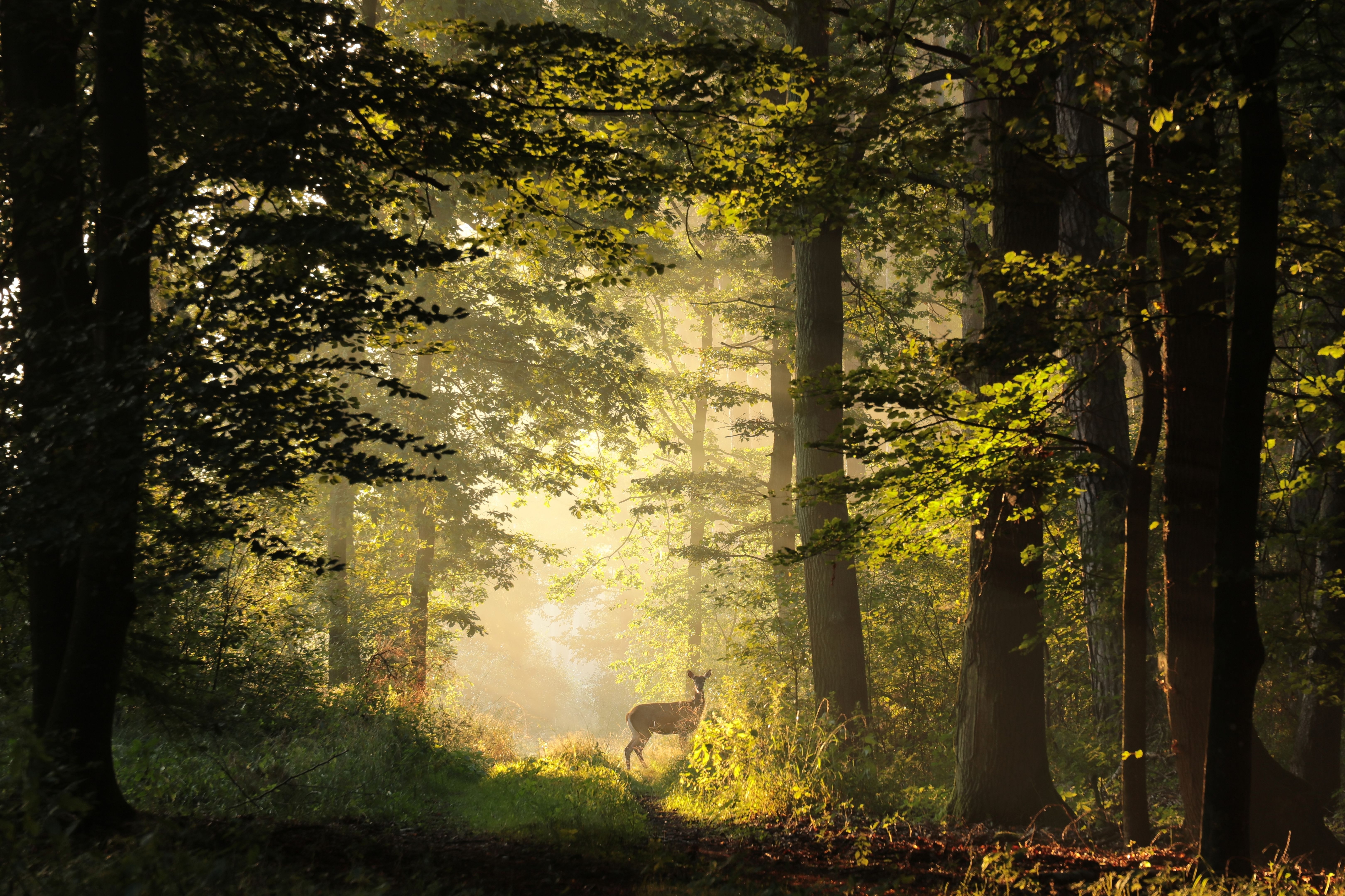 Forest path during sunrise