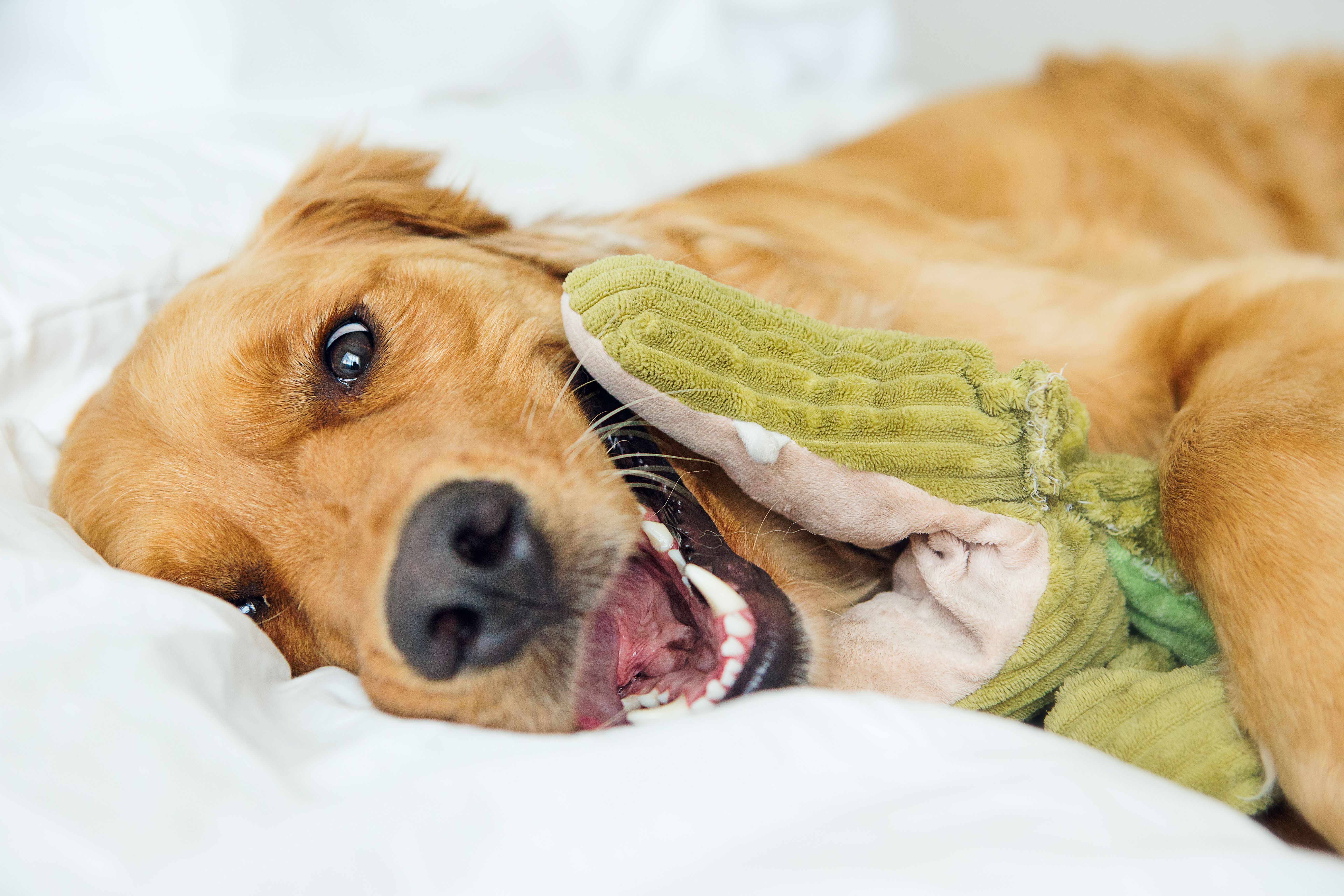 Golden Retriever playing with toy in bed Golden Retriever playing with toy in bed
