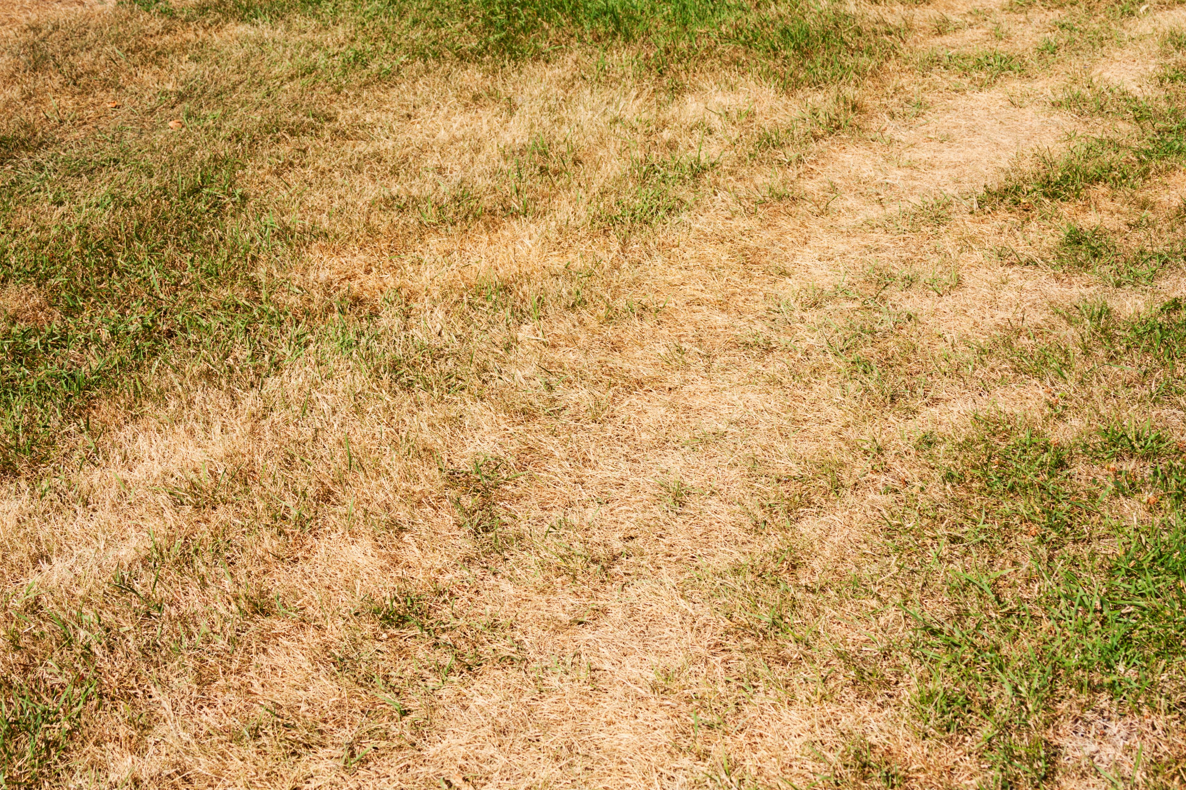 dry grass lawn