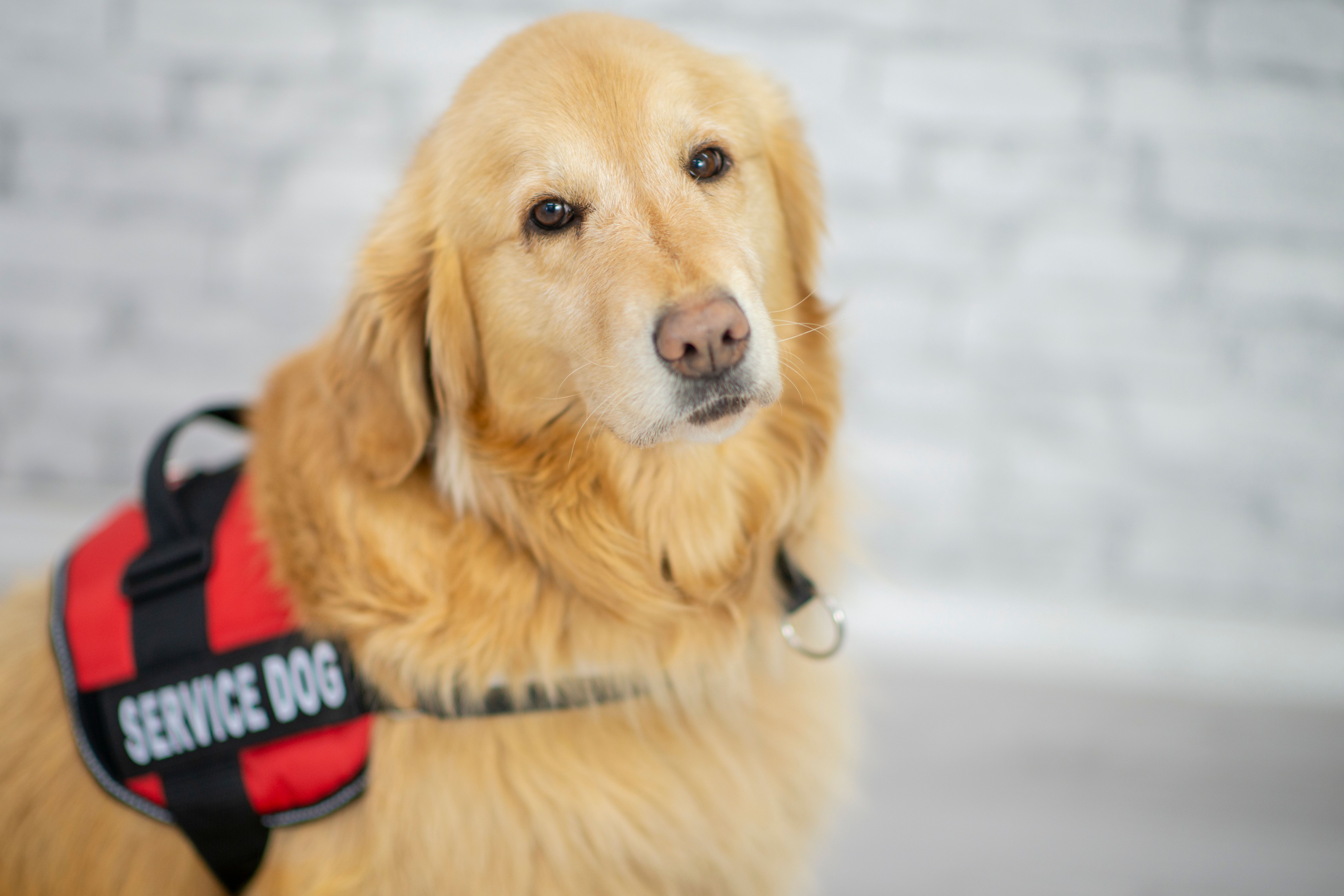 service dog