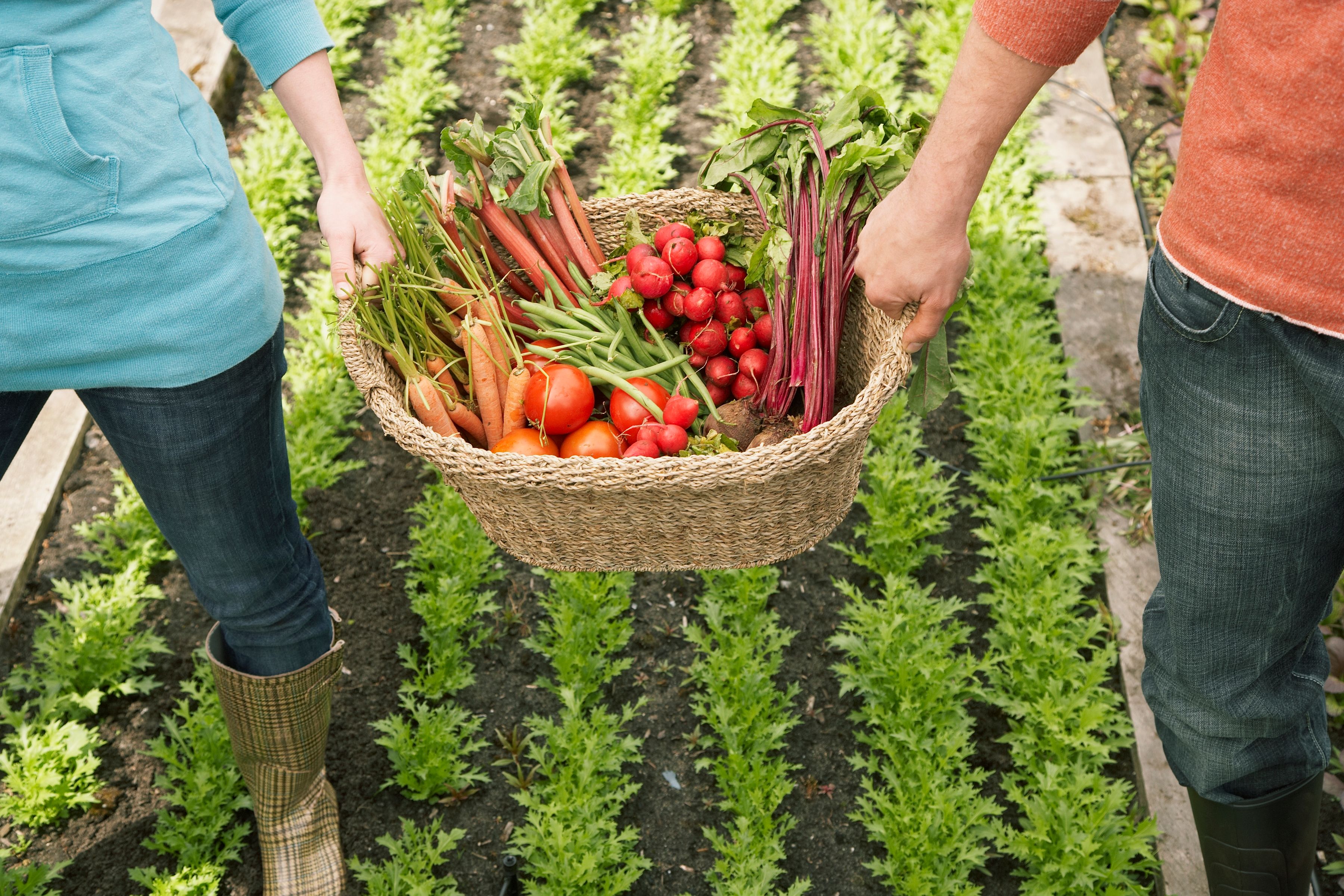 Man and woman carrying vegetables in basket