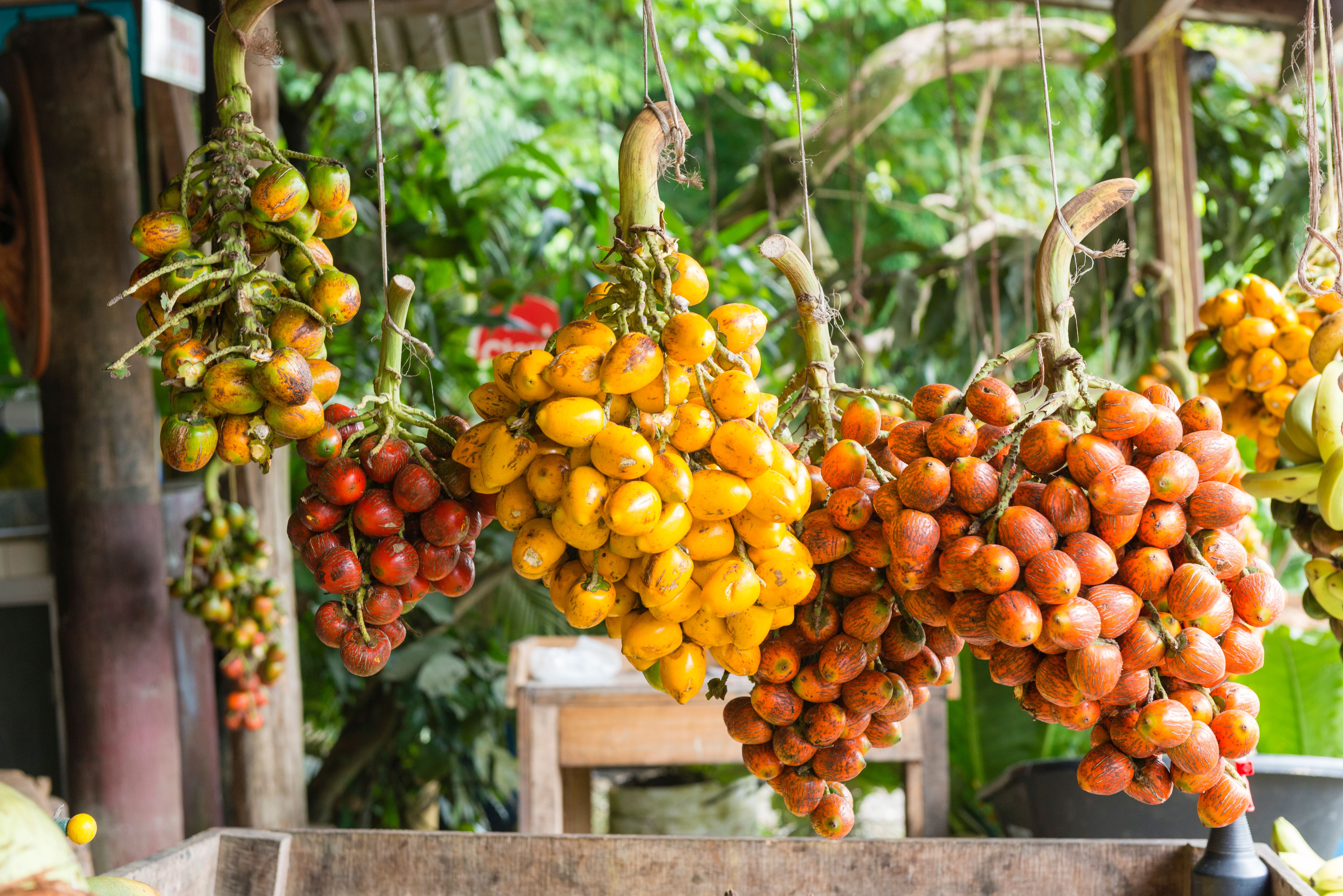 Costa Rica Pejibaye Fruit For Sale on Display at Market