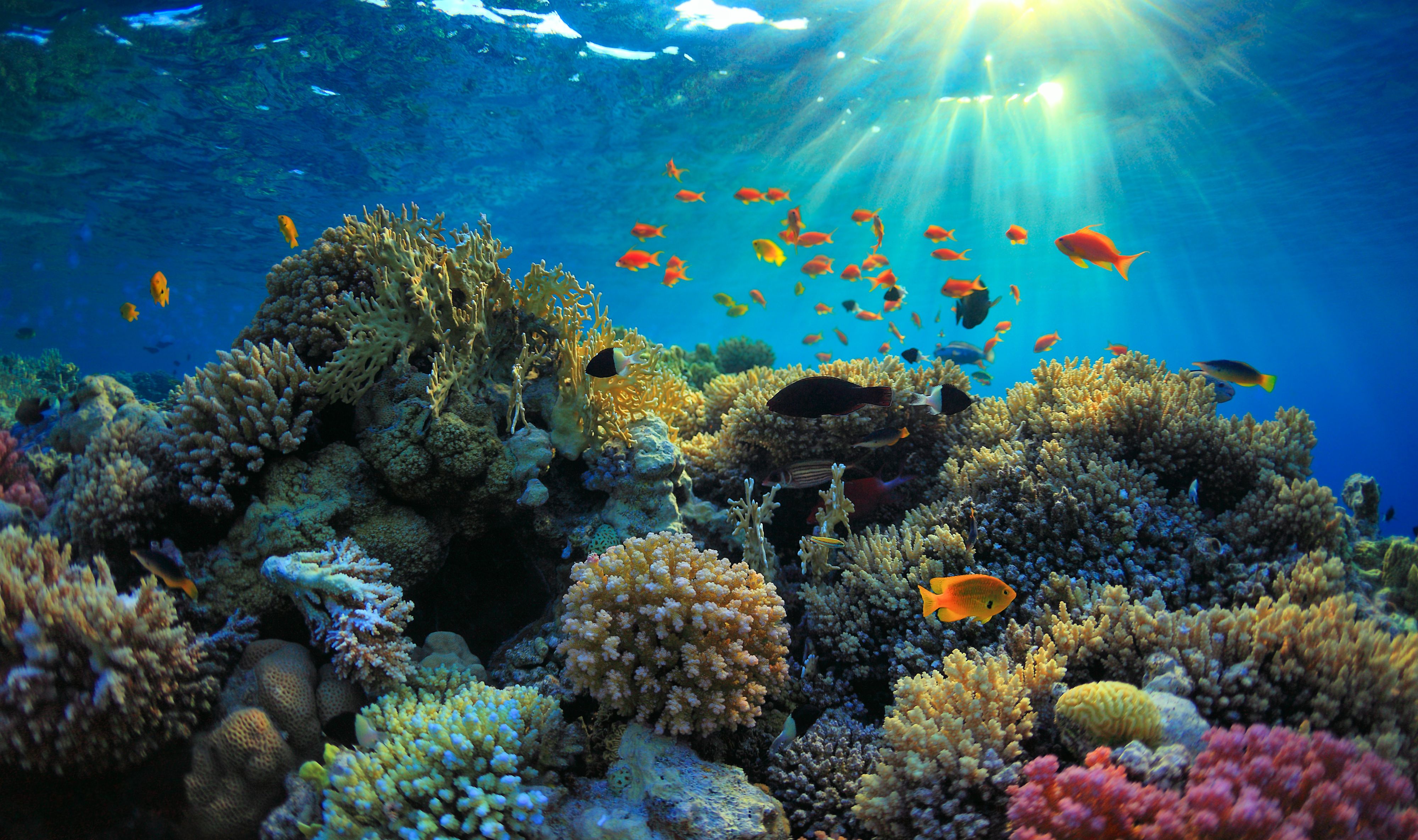 marine ecosystem