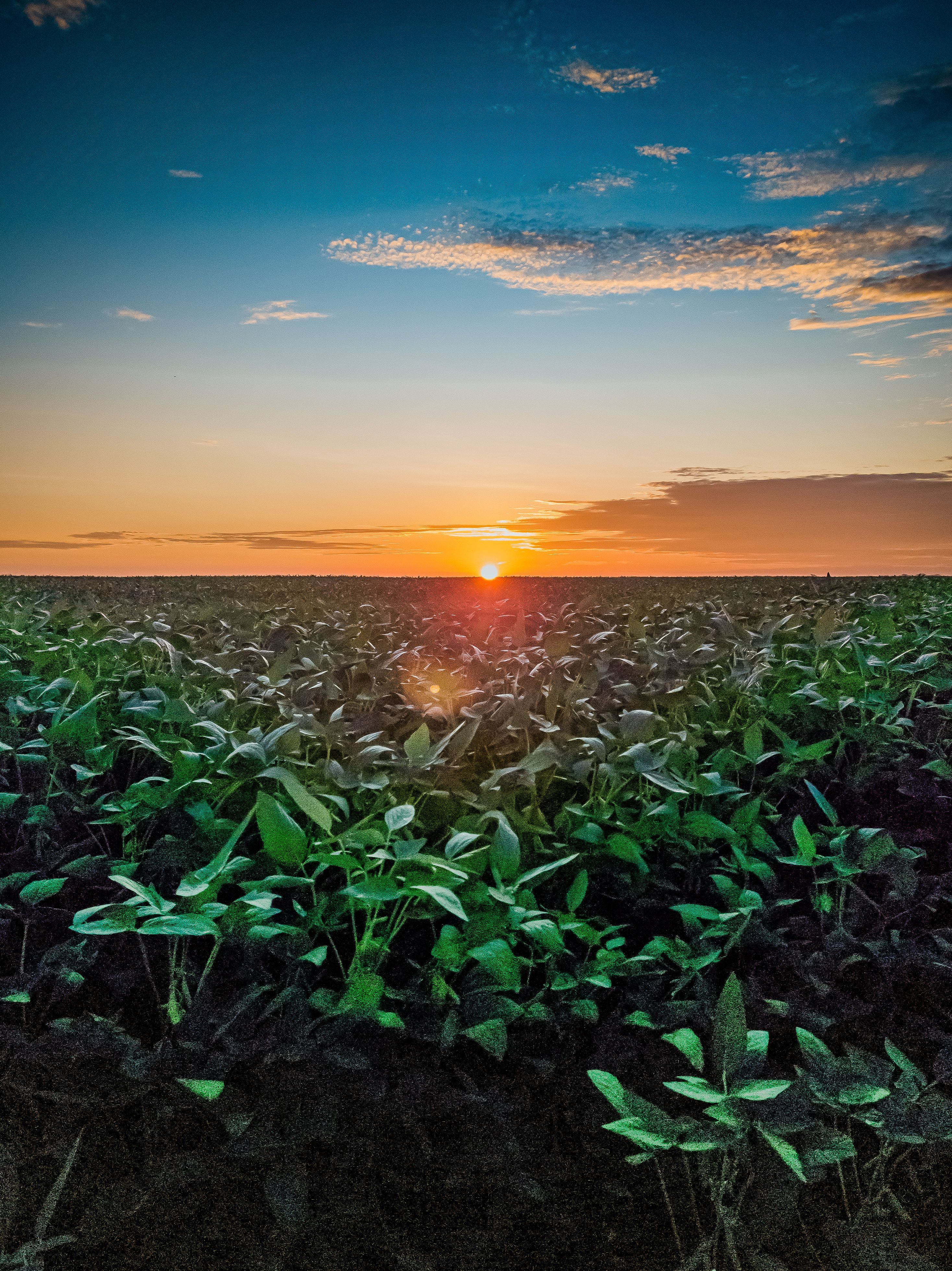 agricultural drone in field