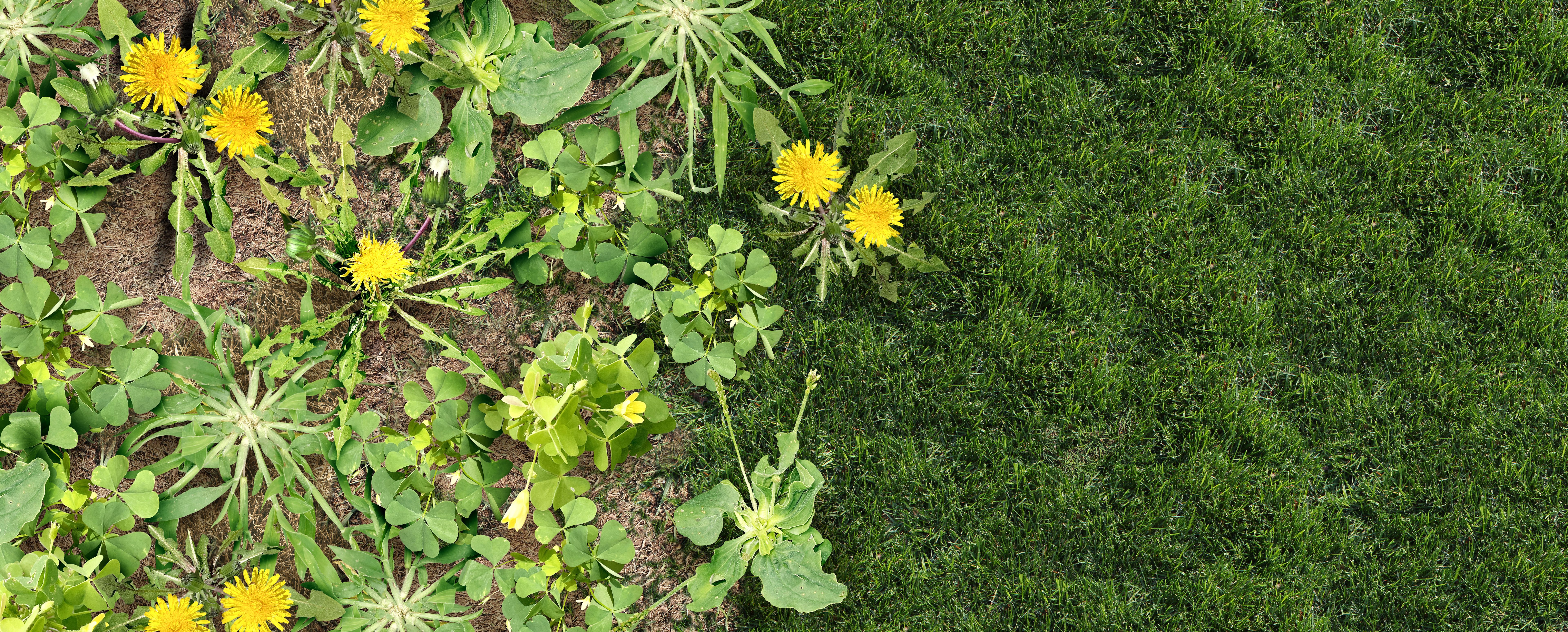 lawn weeds