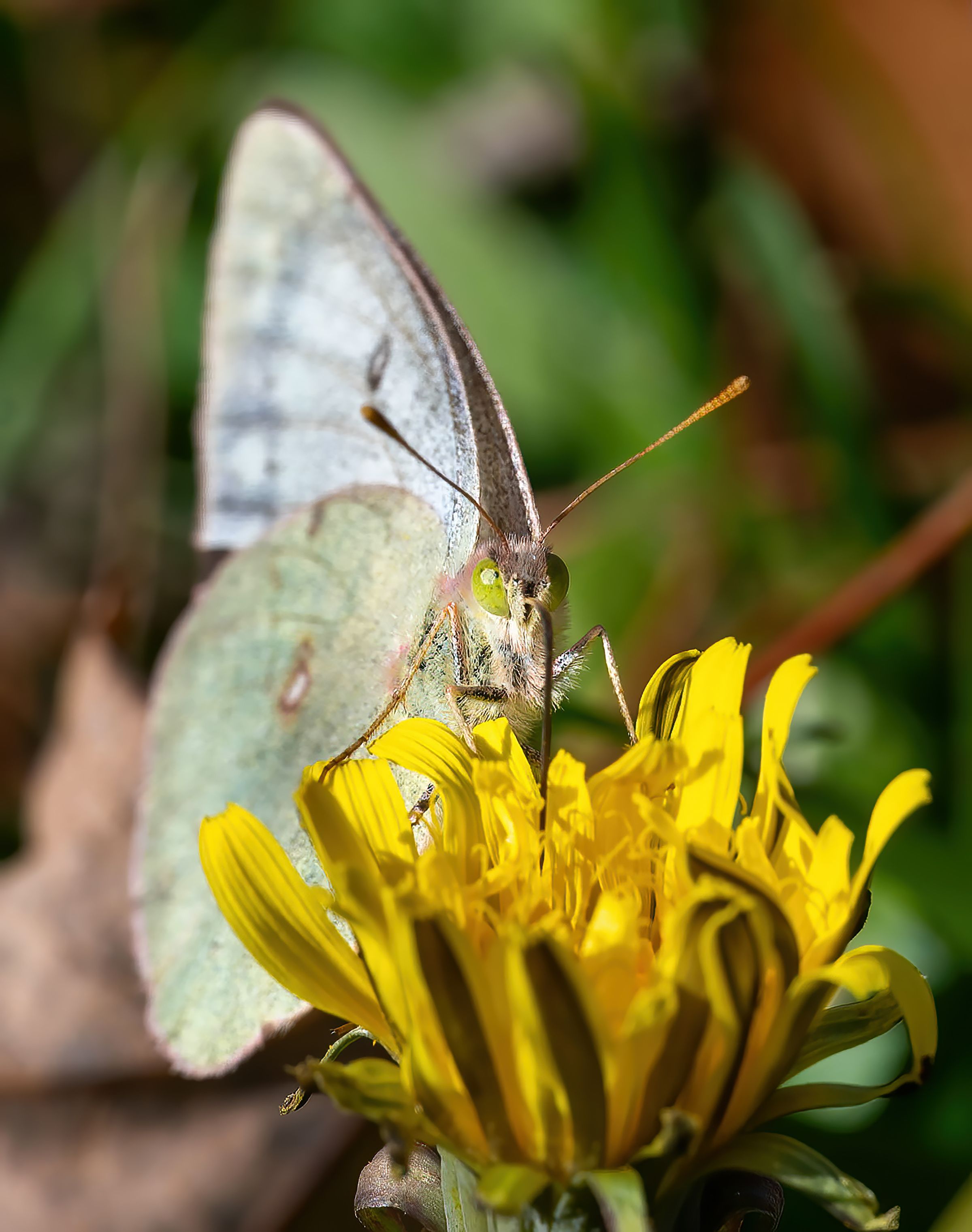 vector design software