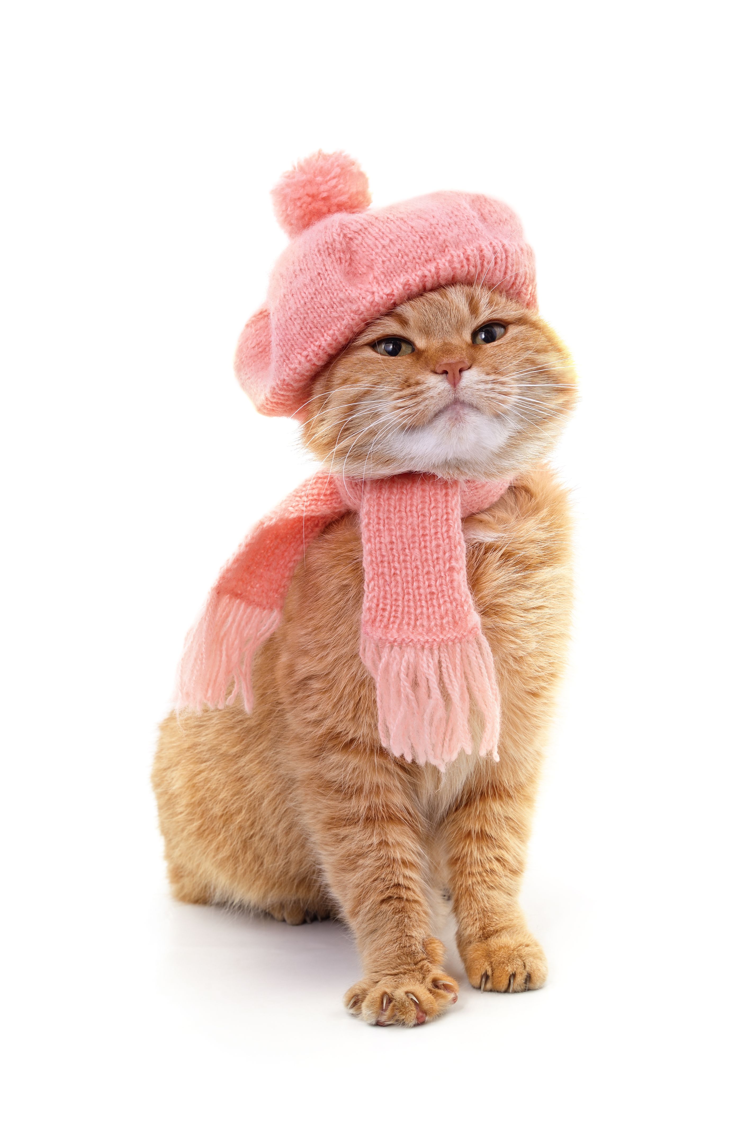 cat with hat
