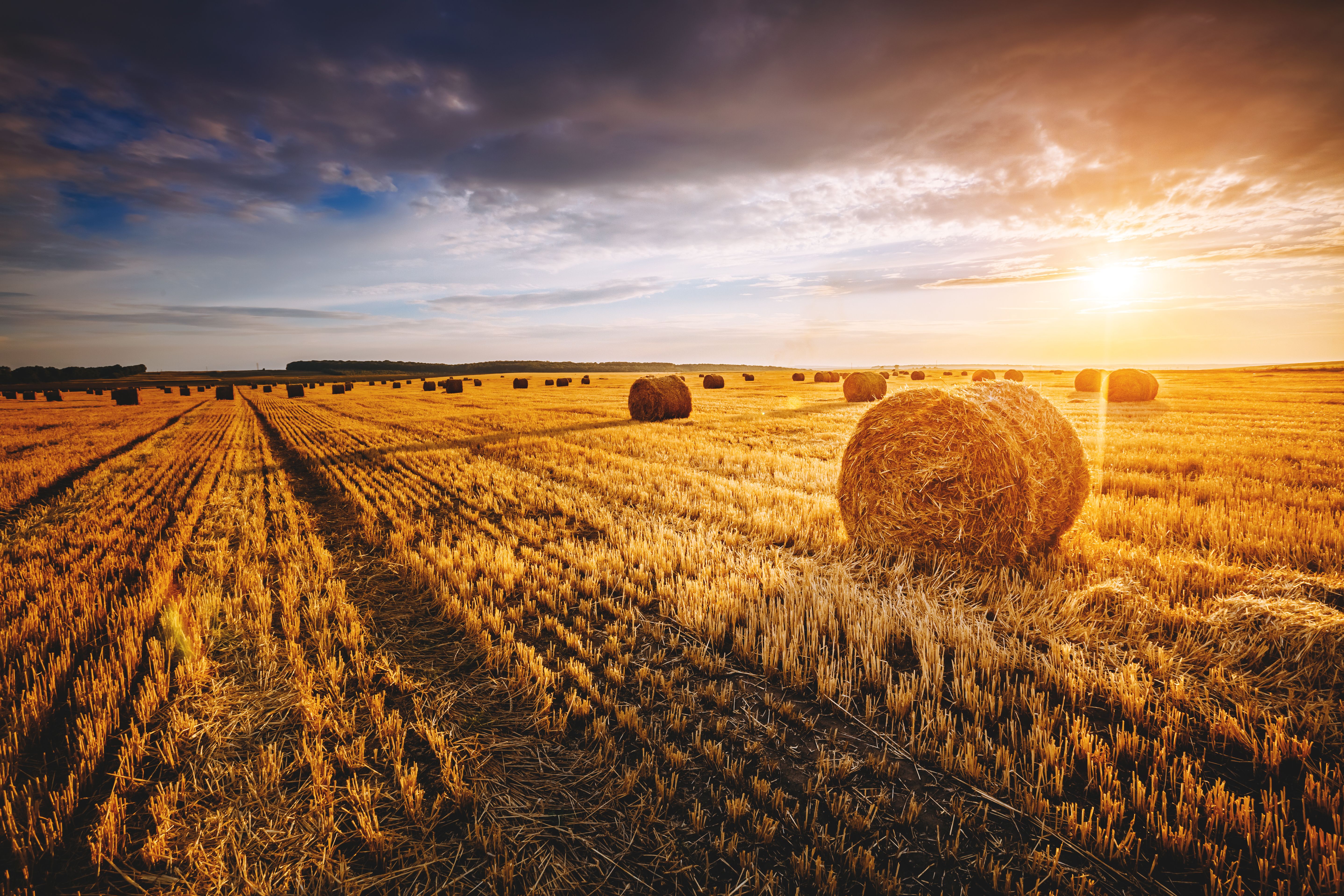 hay field sunset