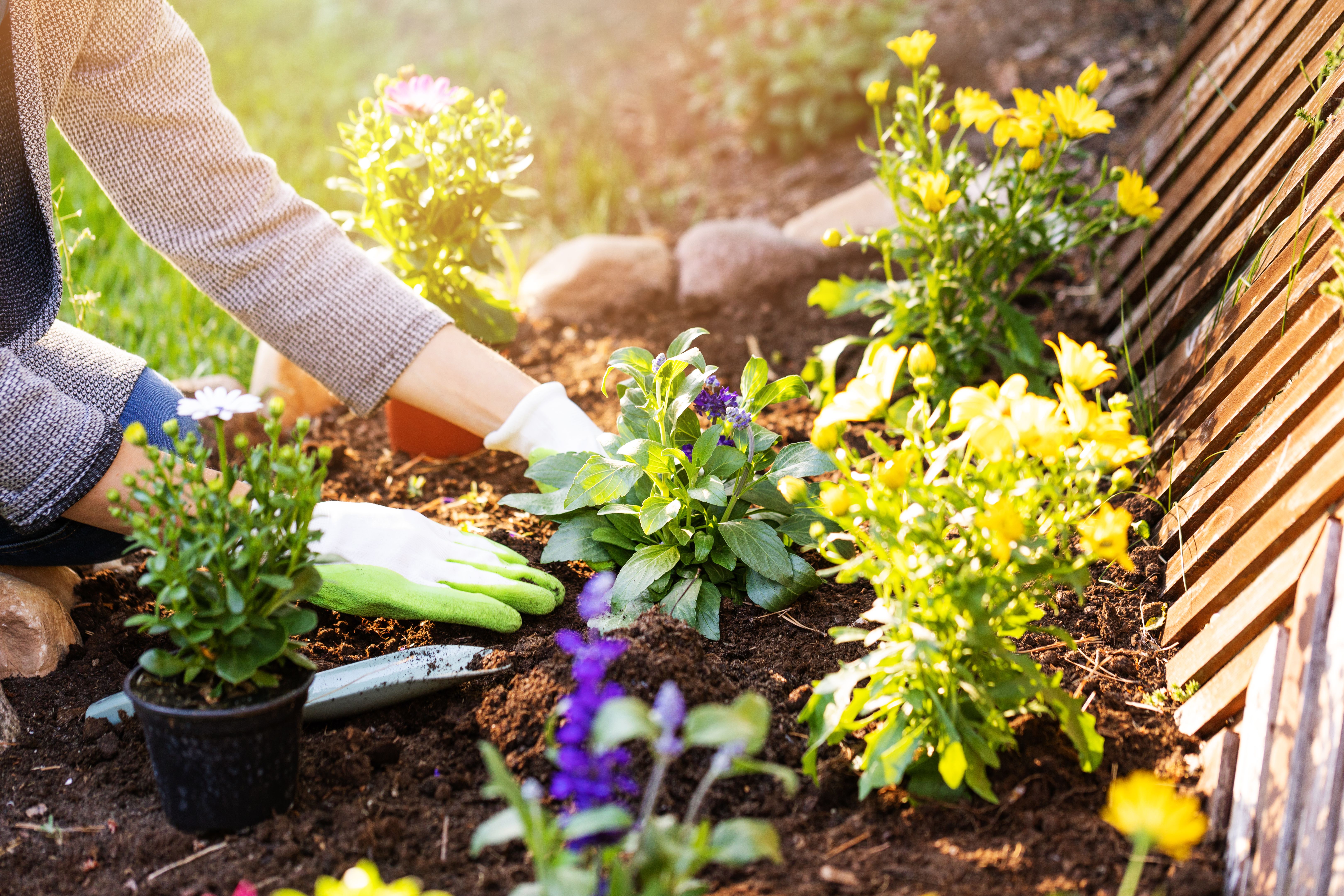 flower planting