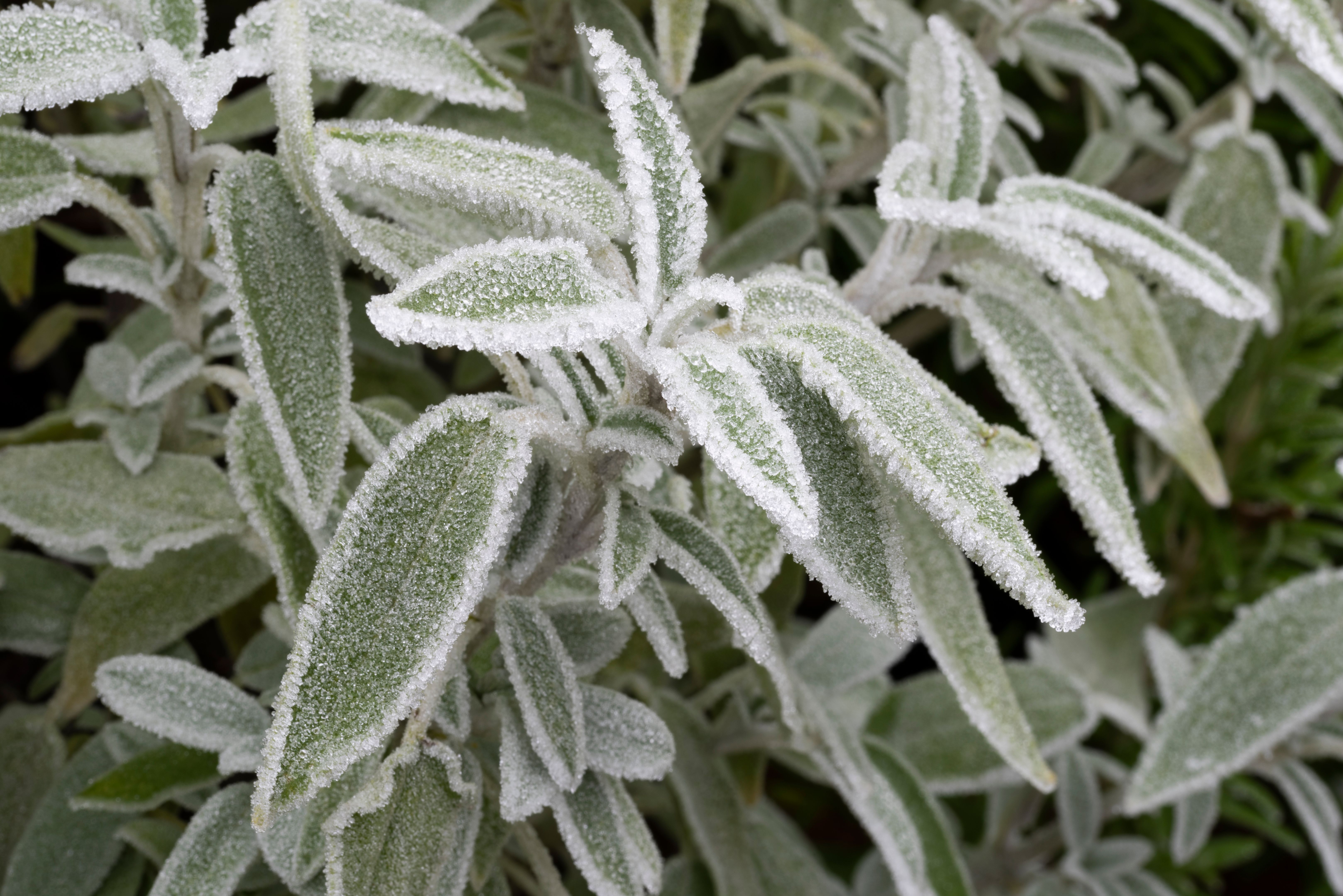 hamilton winter garden