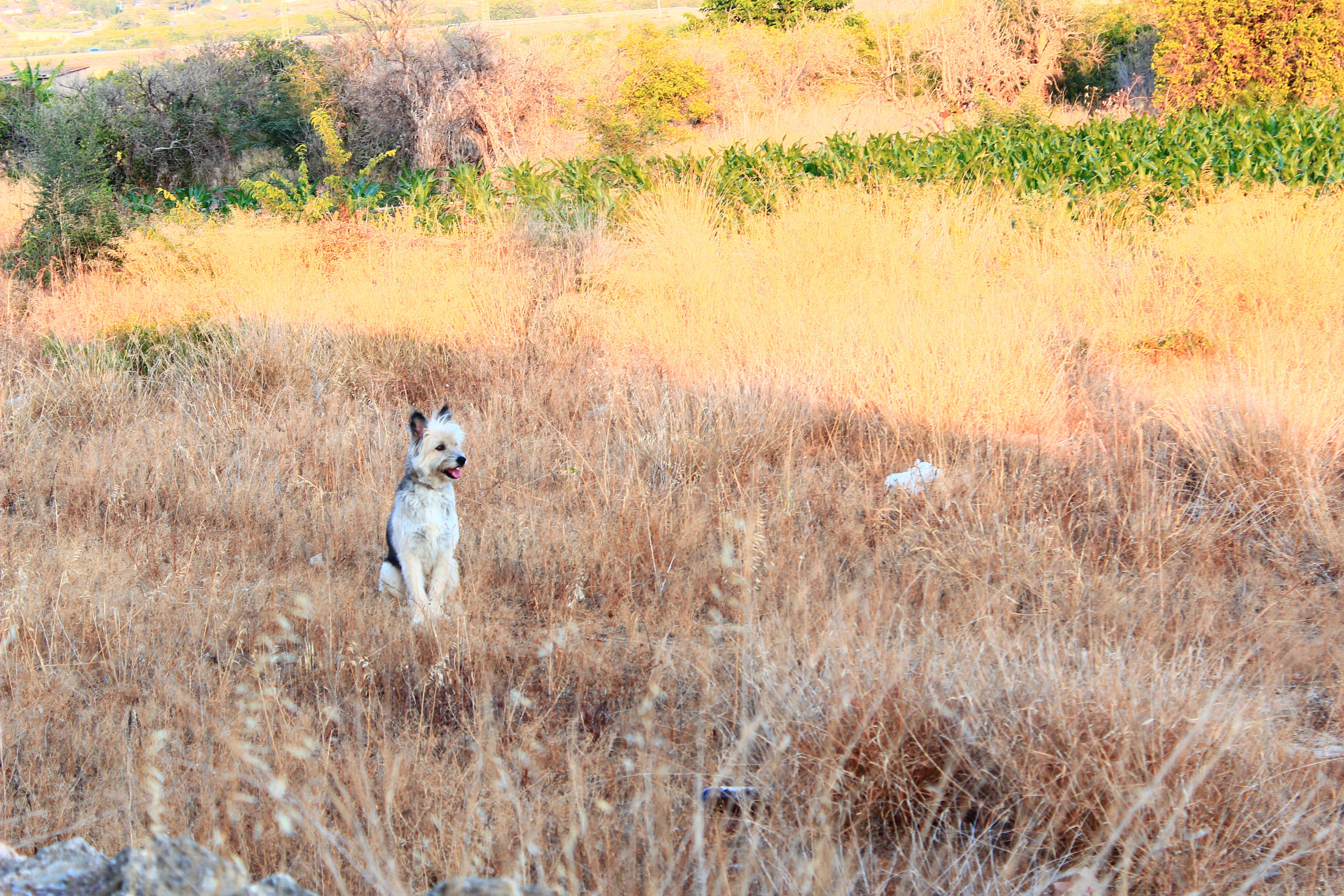 pet portrait gallery