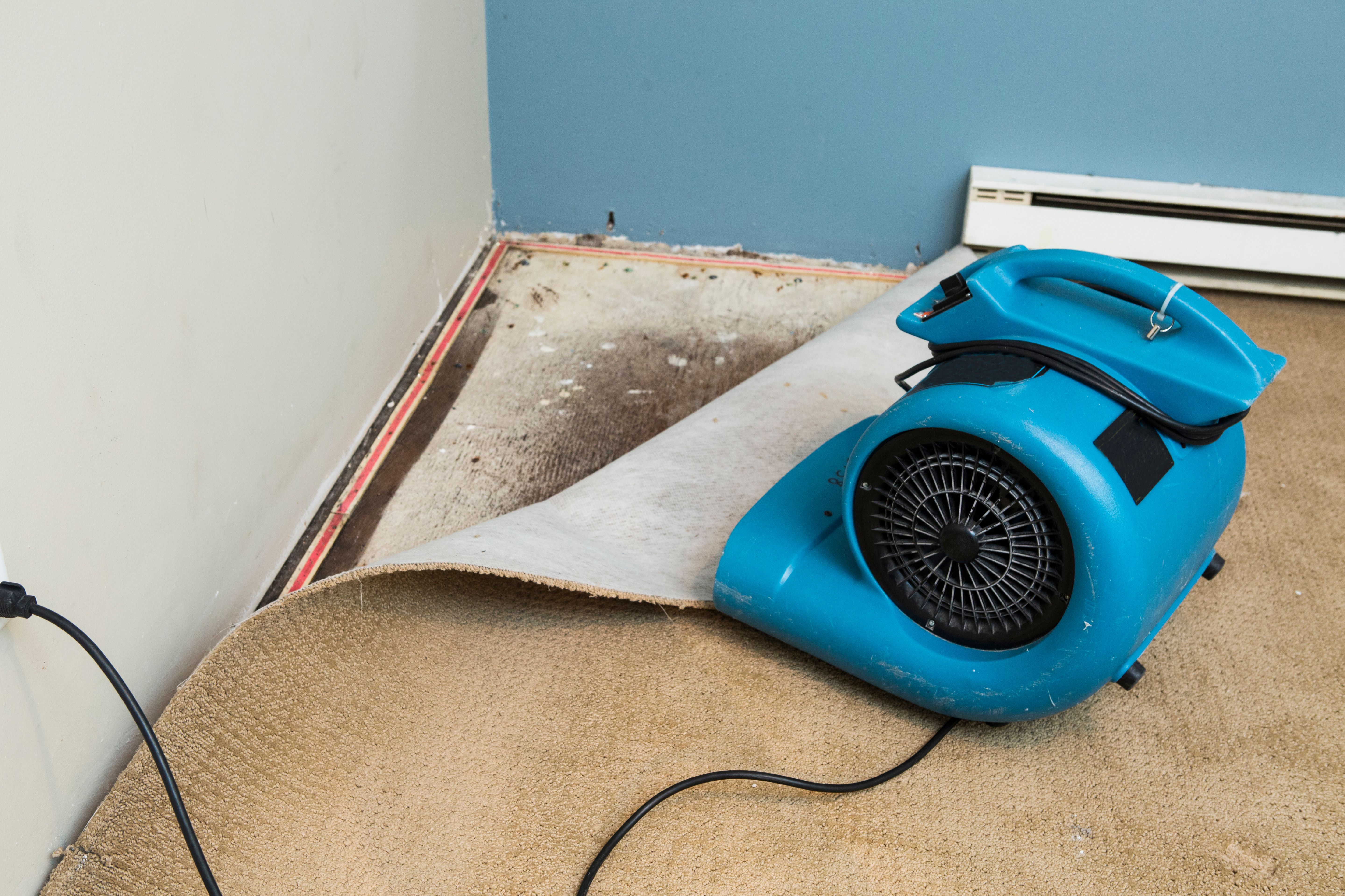 drying carpet