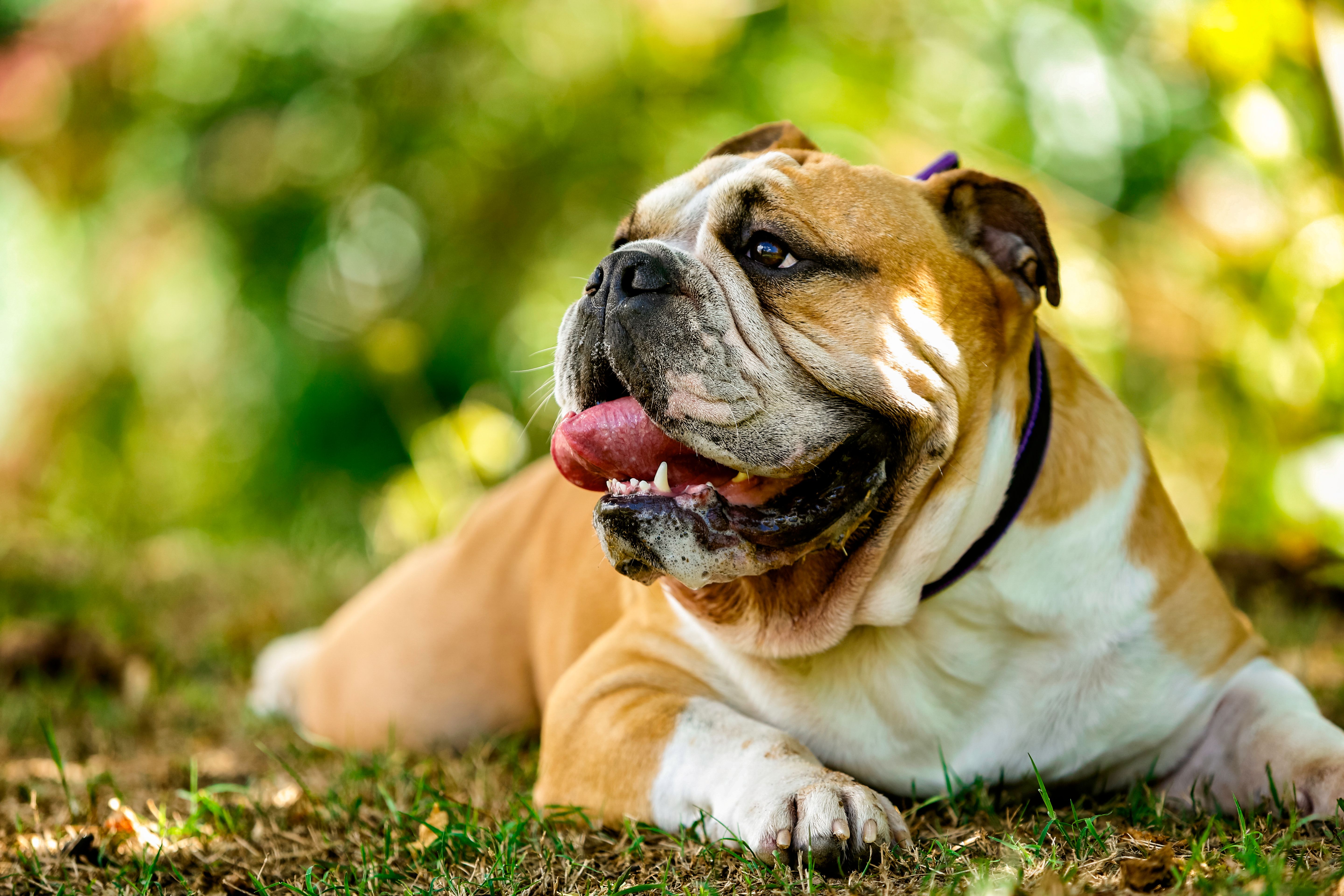Purebreed Englsh Bulldog lying on grass Purebreed Englsh Bulldog lying on grass