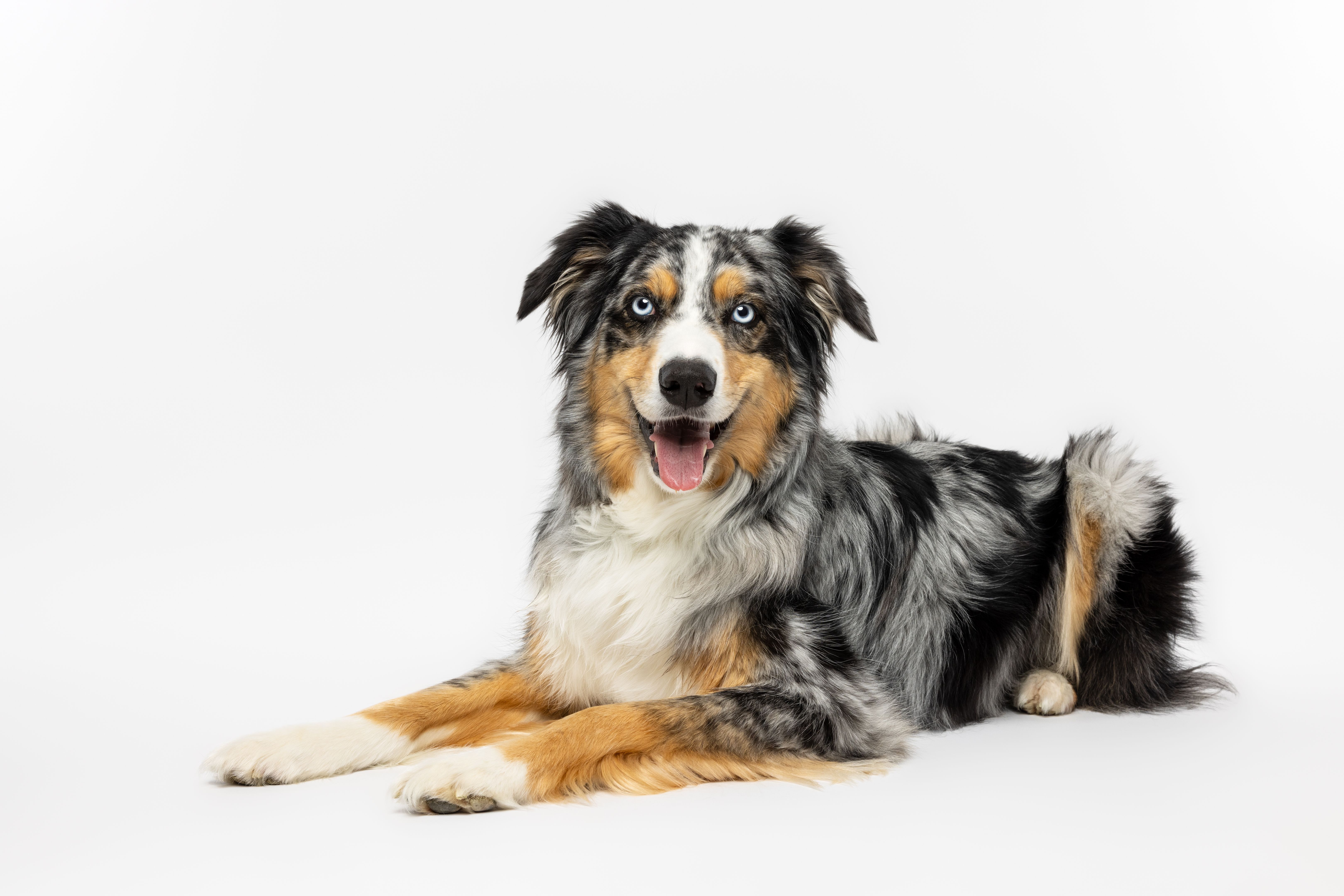 australian shepherd