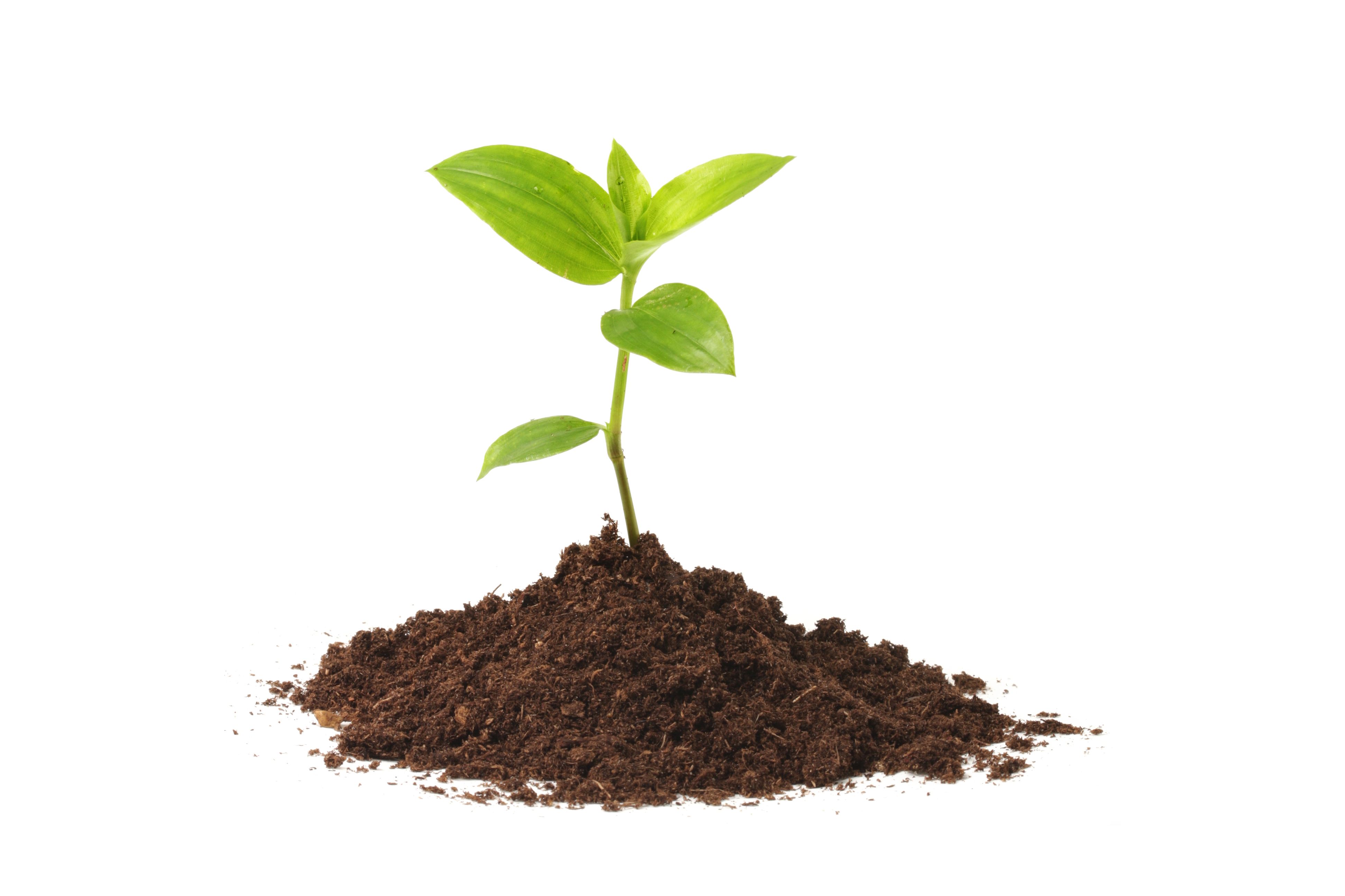 tree saplings