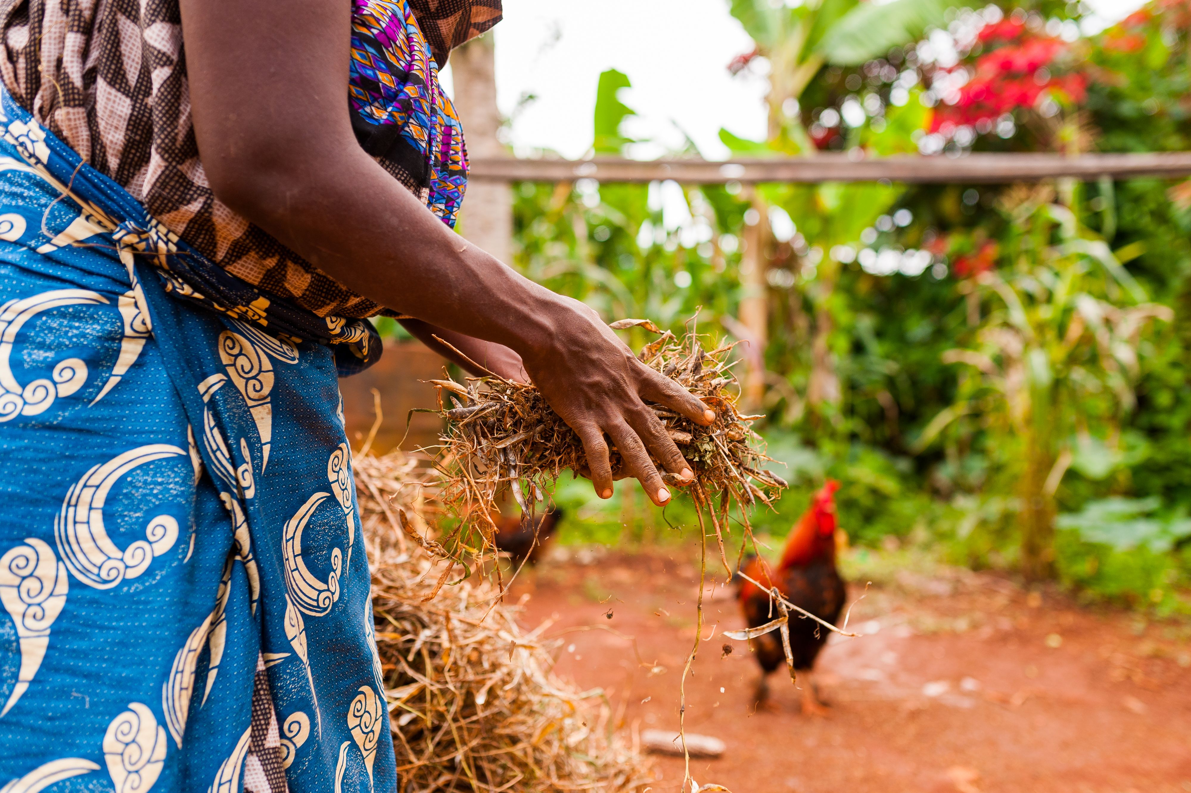 ghana agriculture