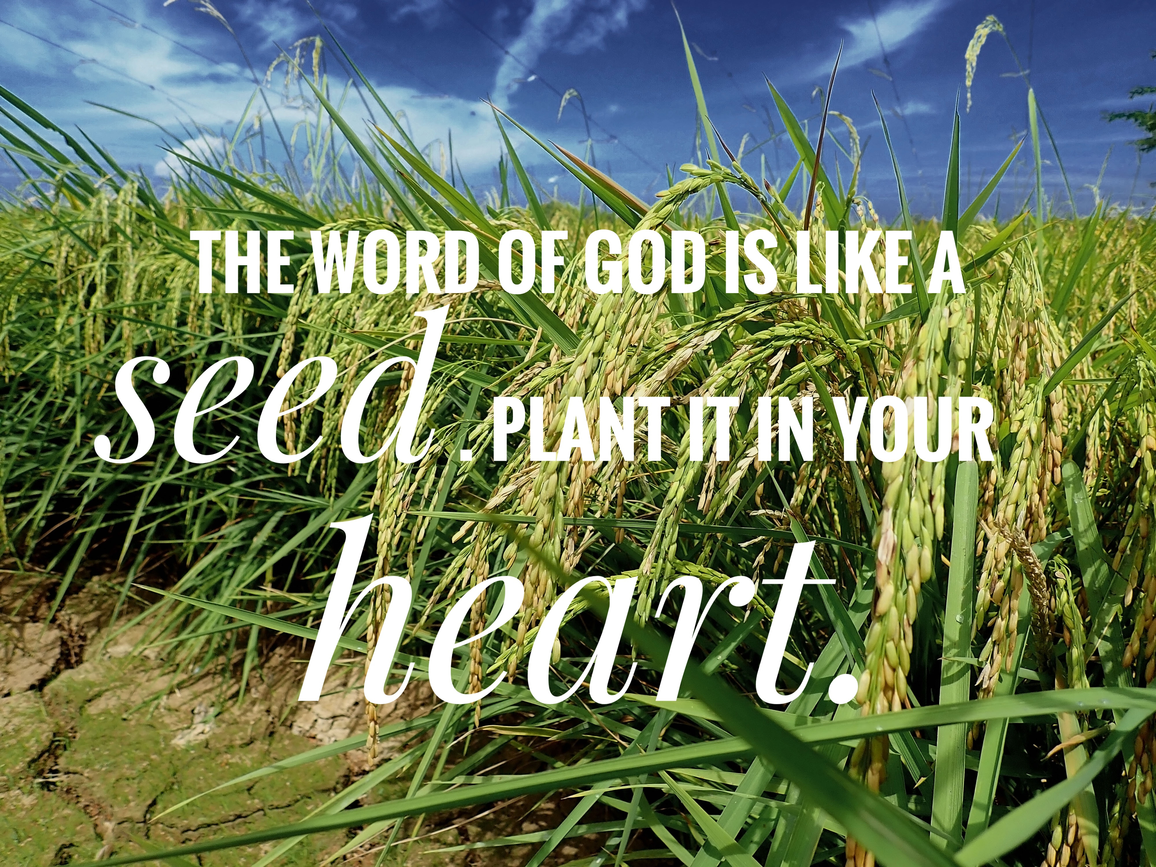 Seed words of God from the bible verse of the day, be encouraged in daily life design for Christianity.