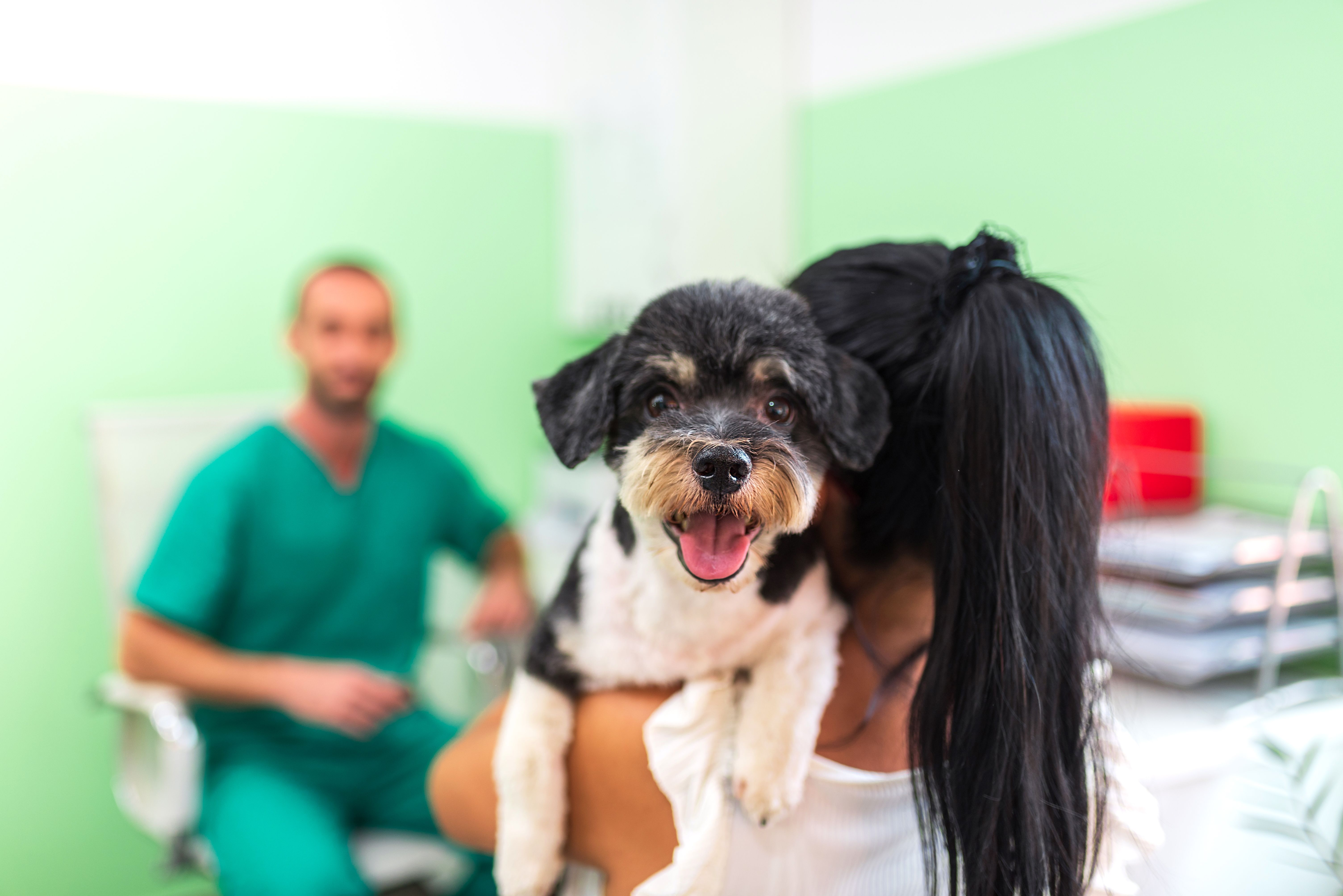pet owner assistance