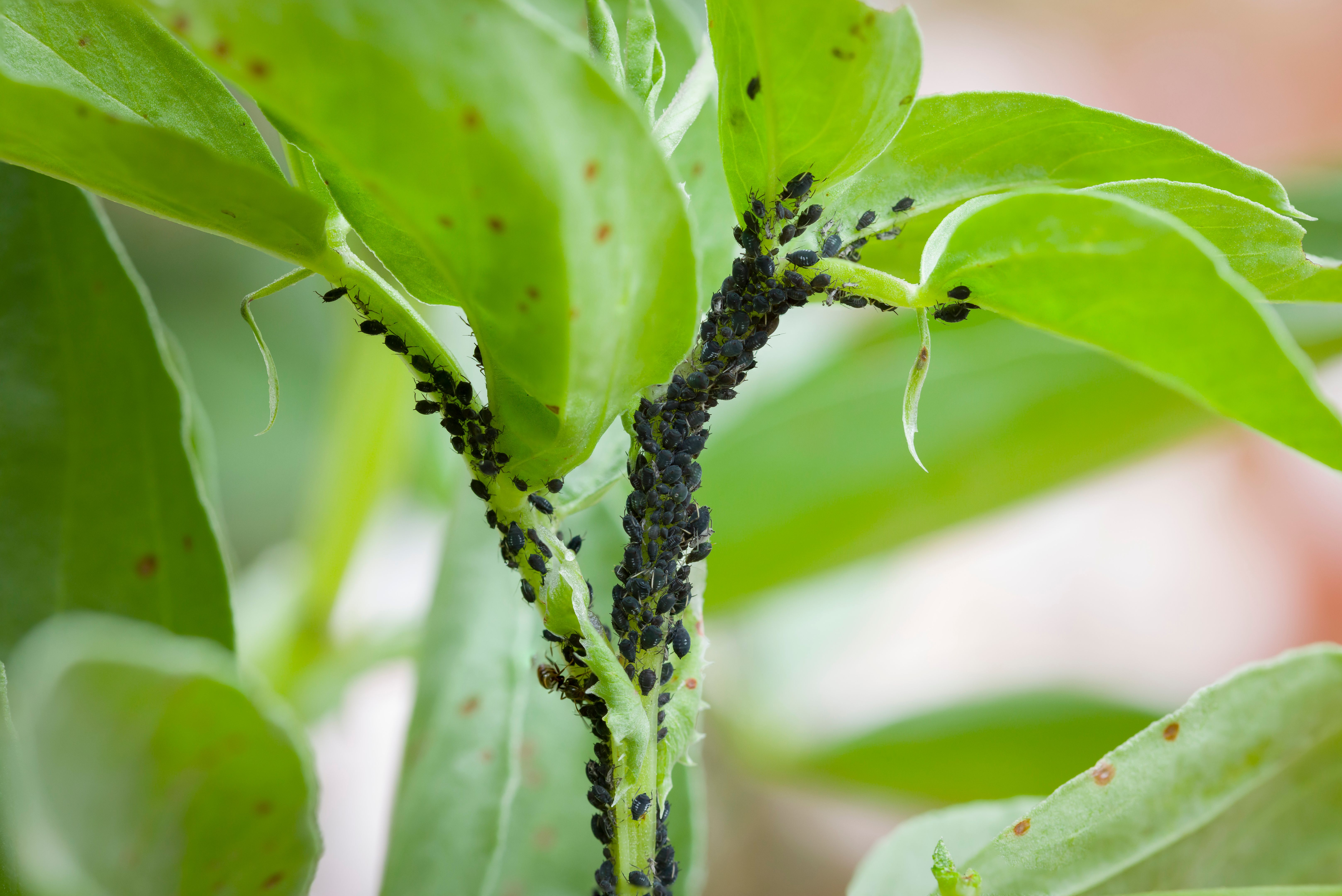 garden pests