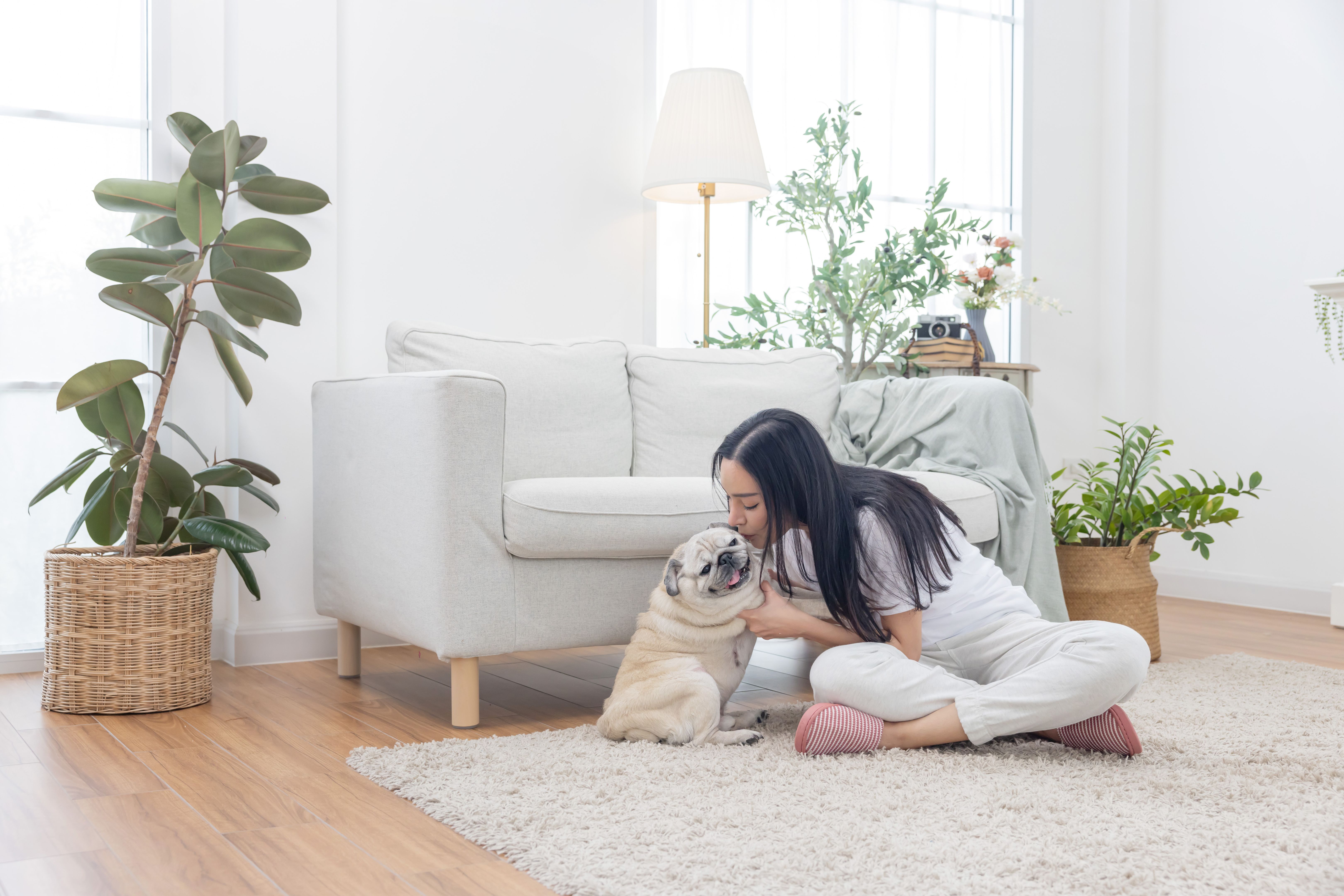 embrace pet