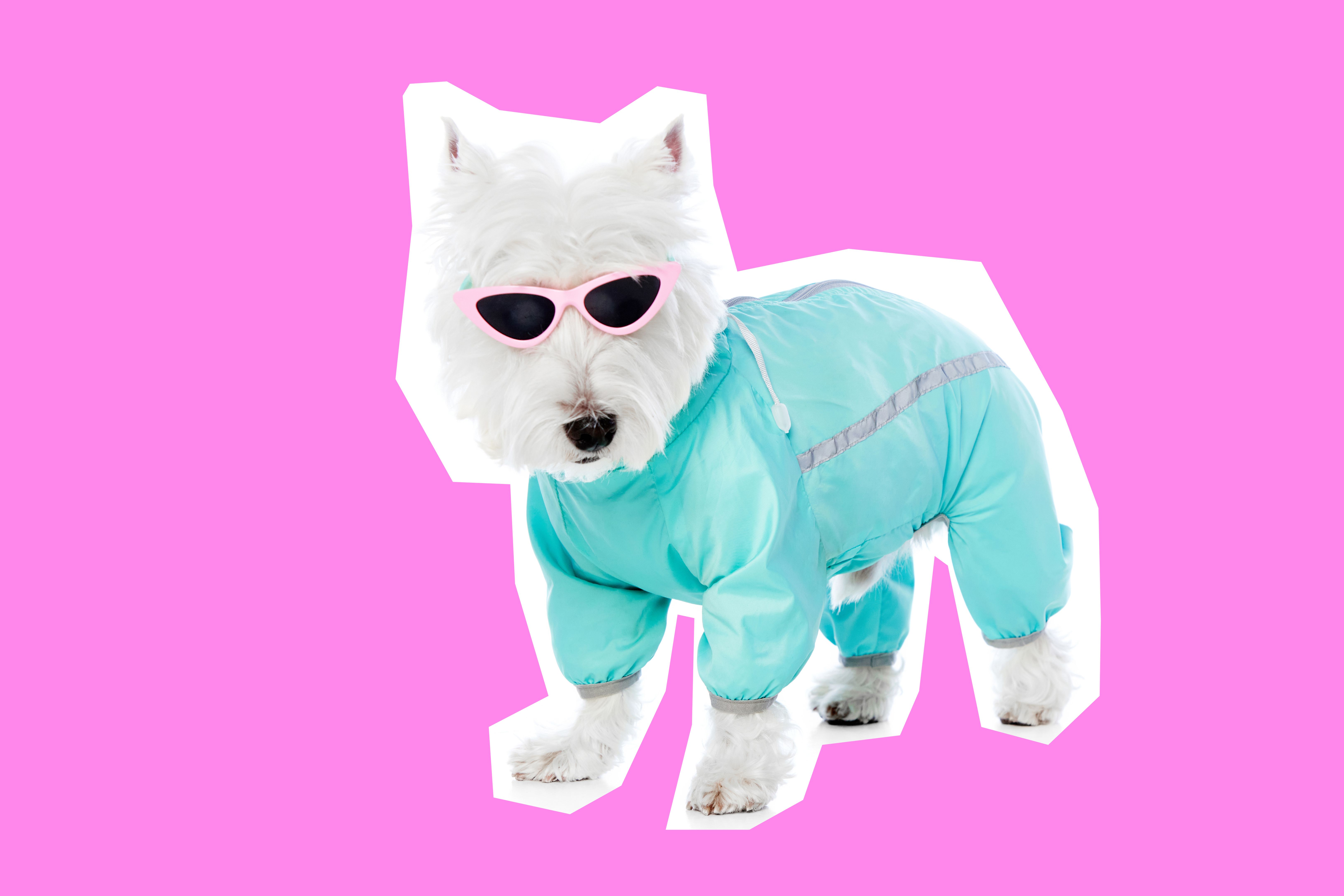 personalized dog outfit