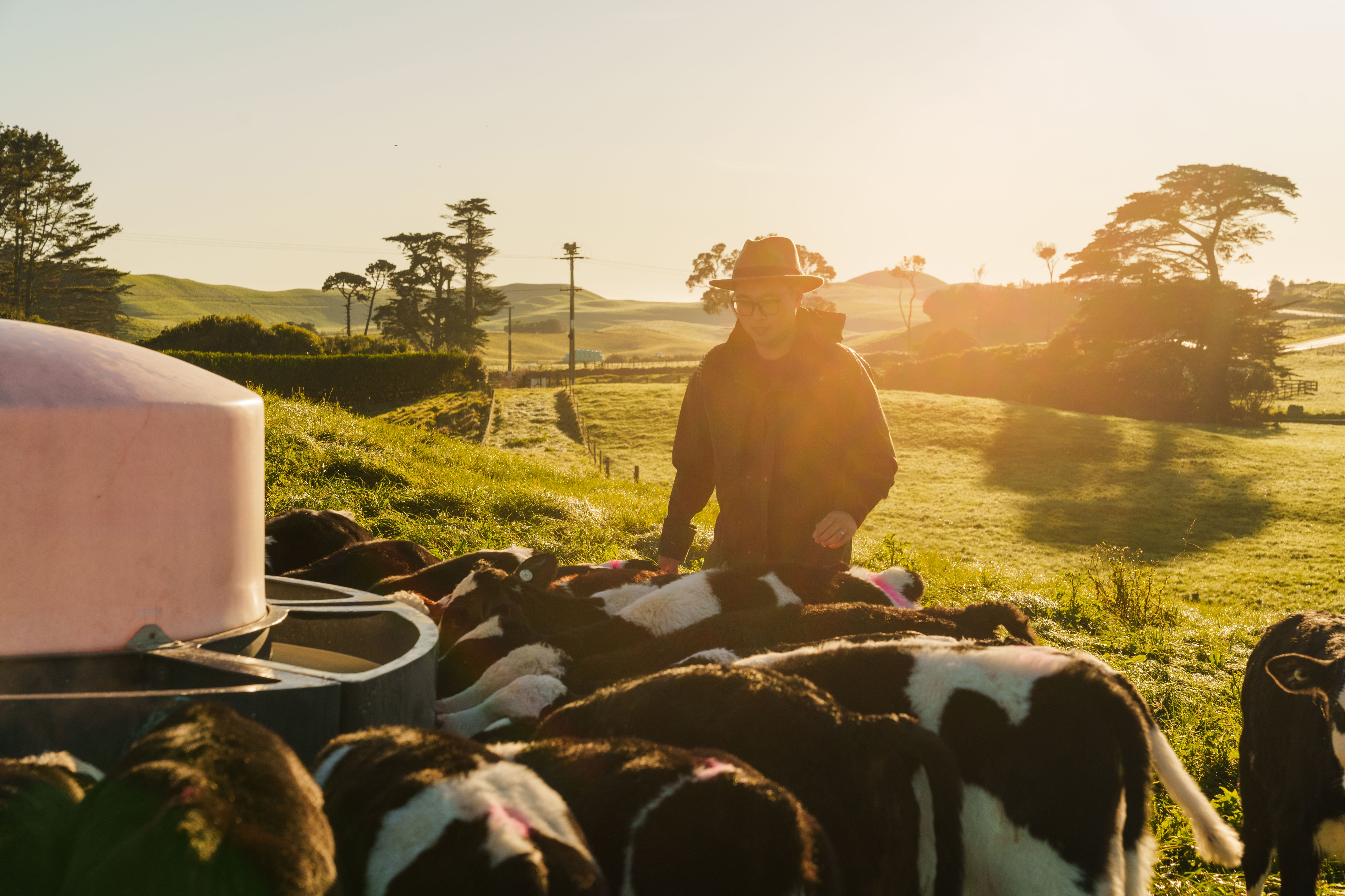 Dairy calves drinking milk.