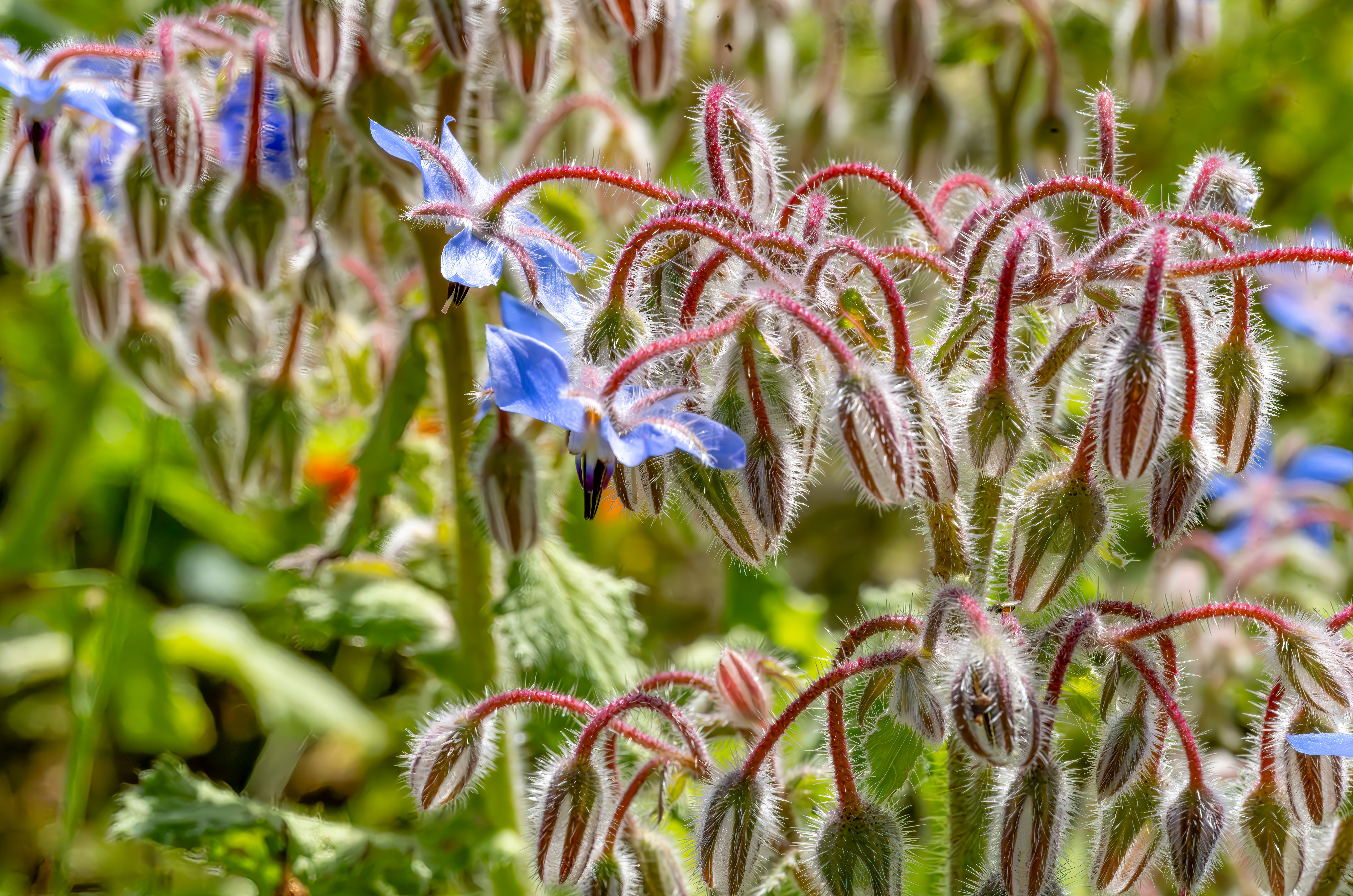 cambridgeshire healthcare