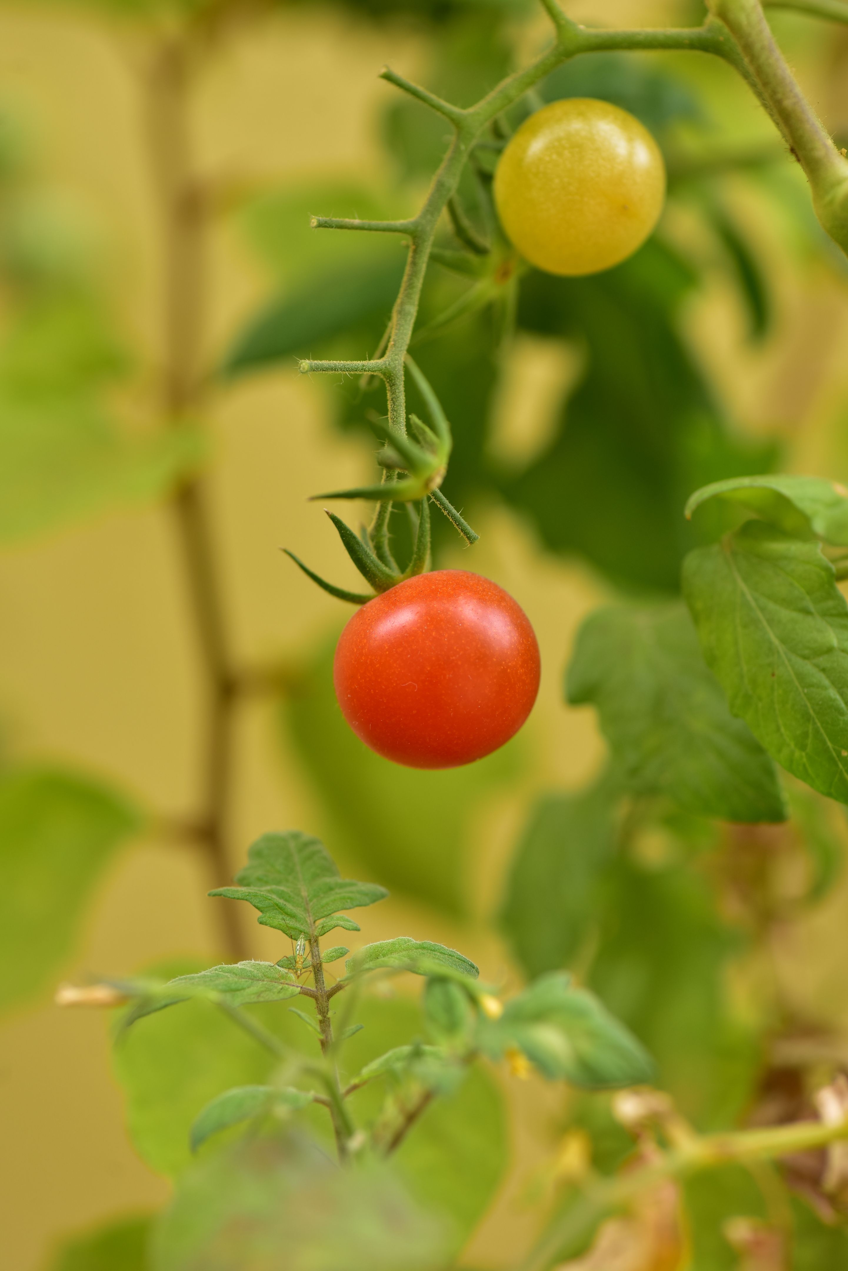 colheita sustentável