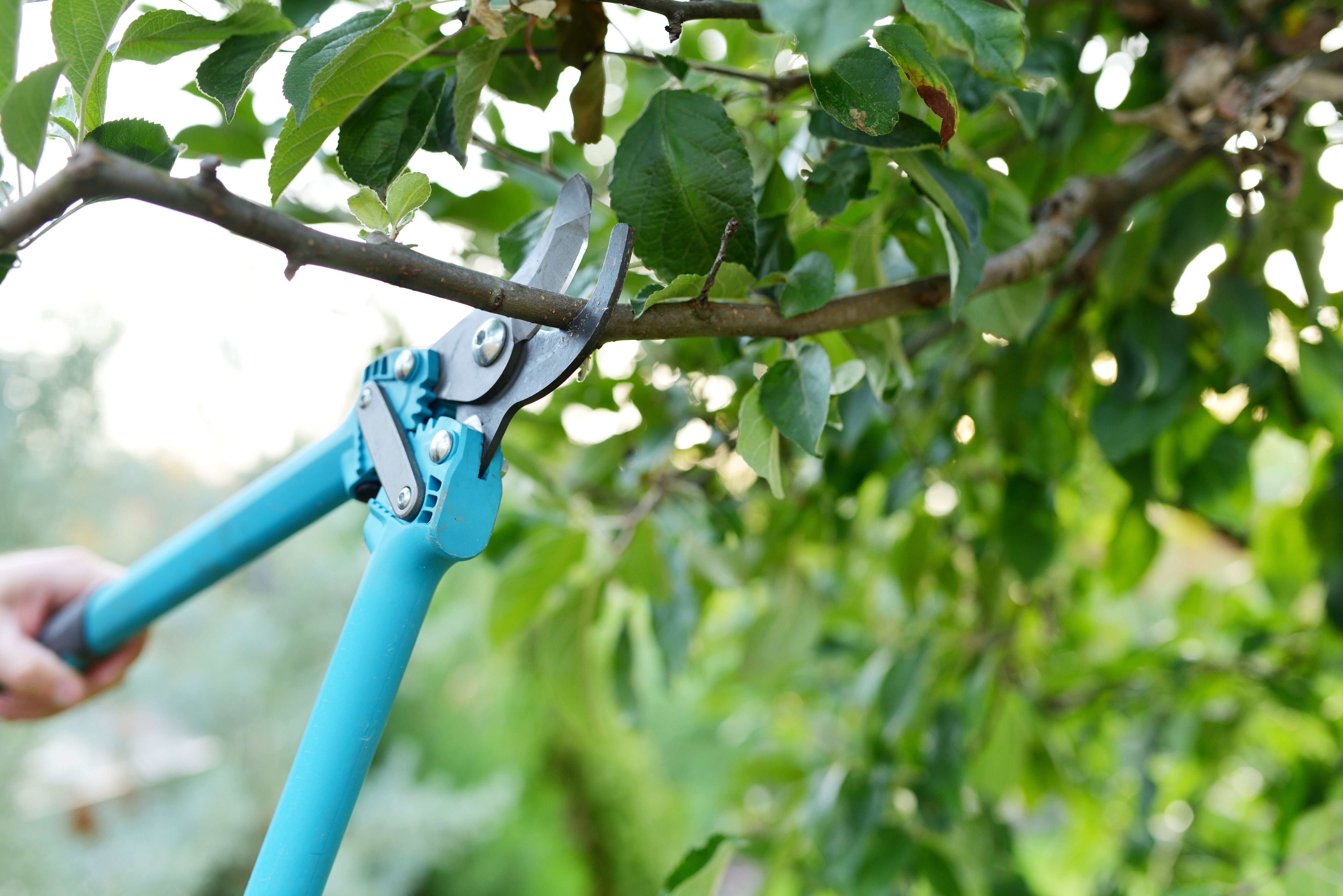 tree pruning tools