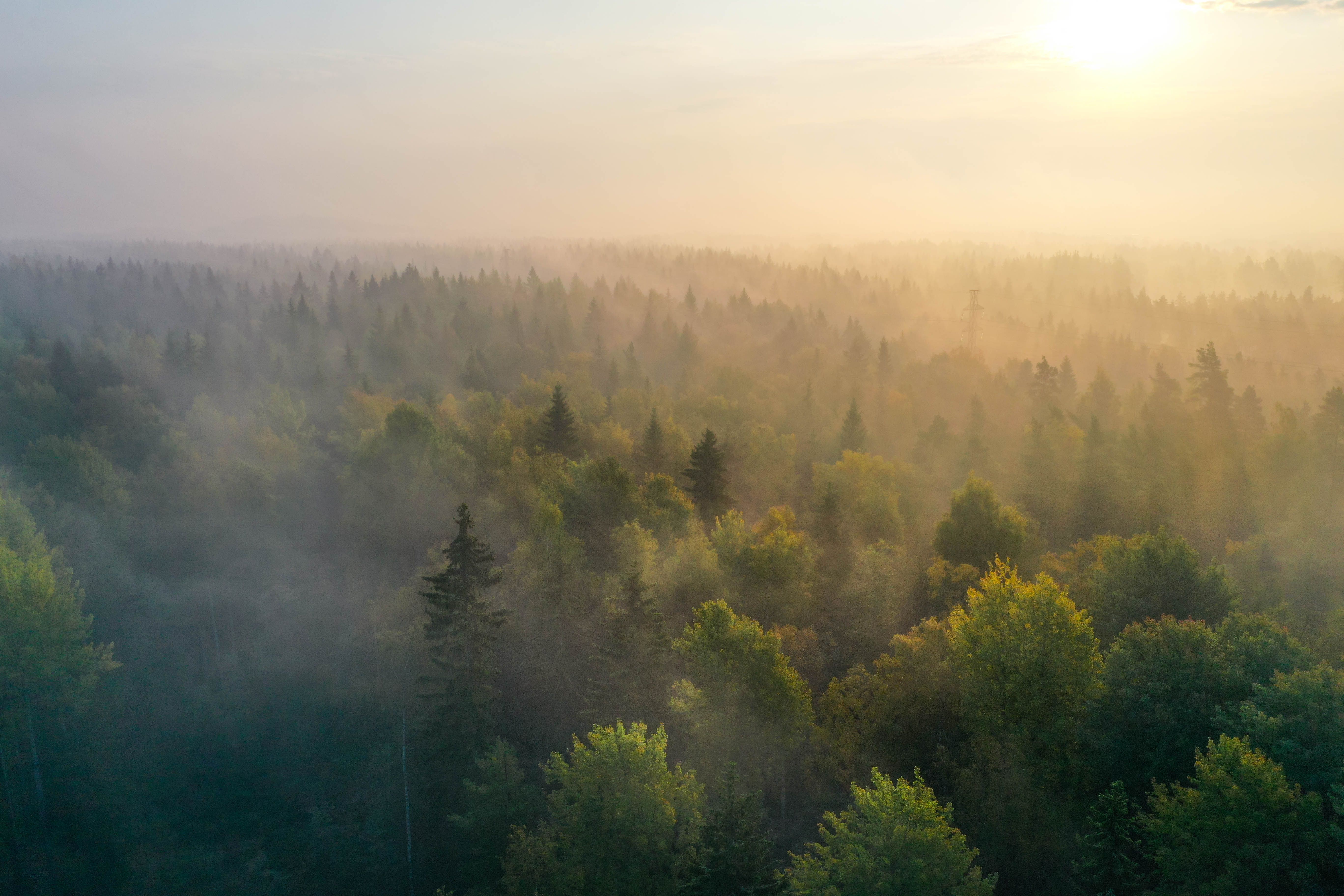 Sunrise above a forest on a foggy morning