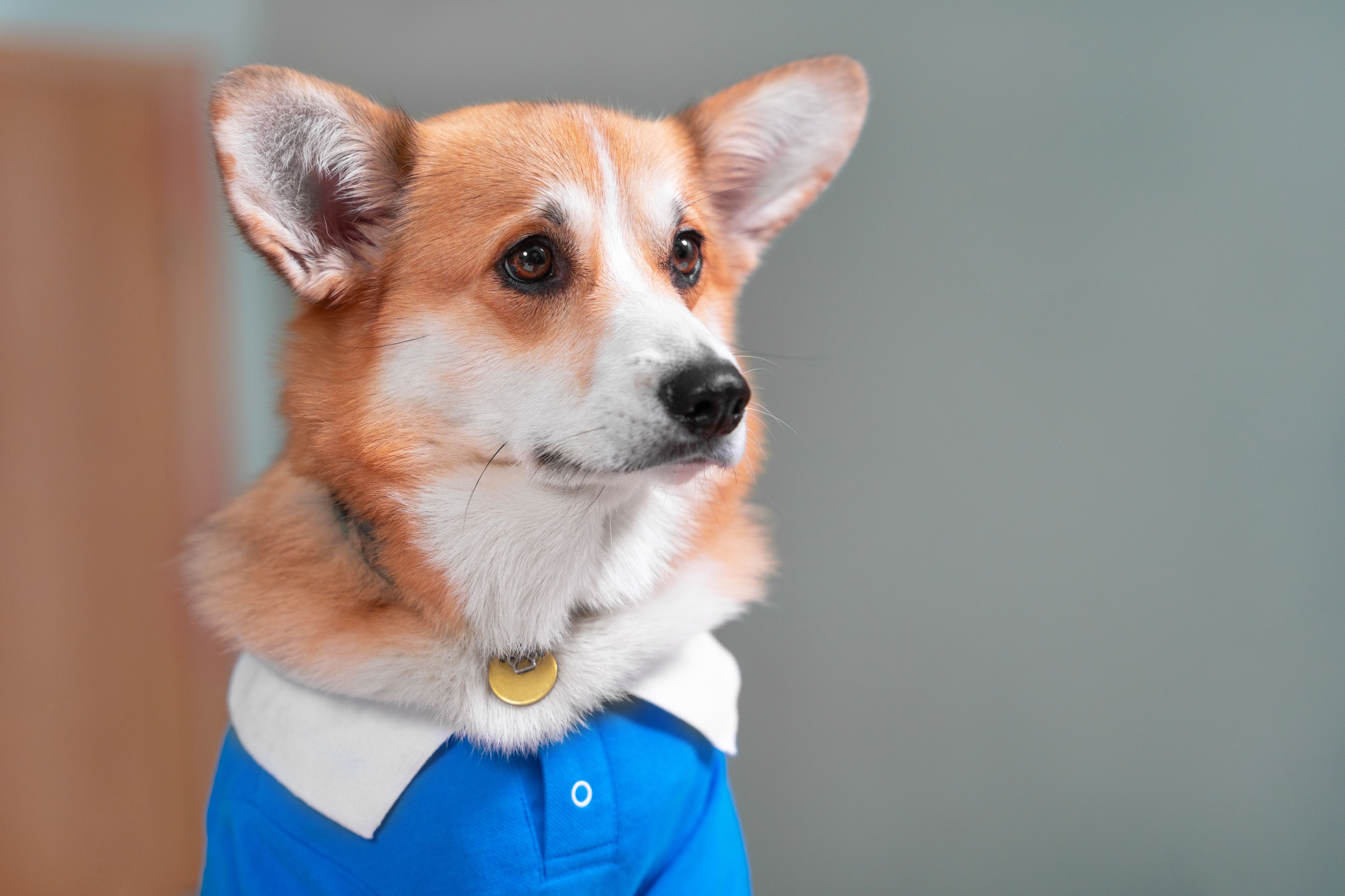 personalized pet care