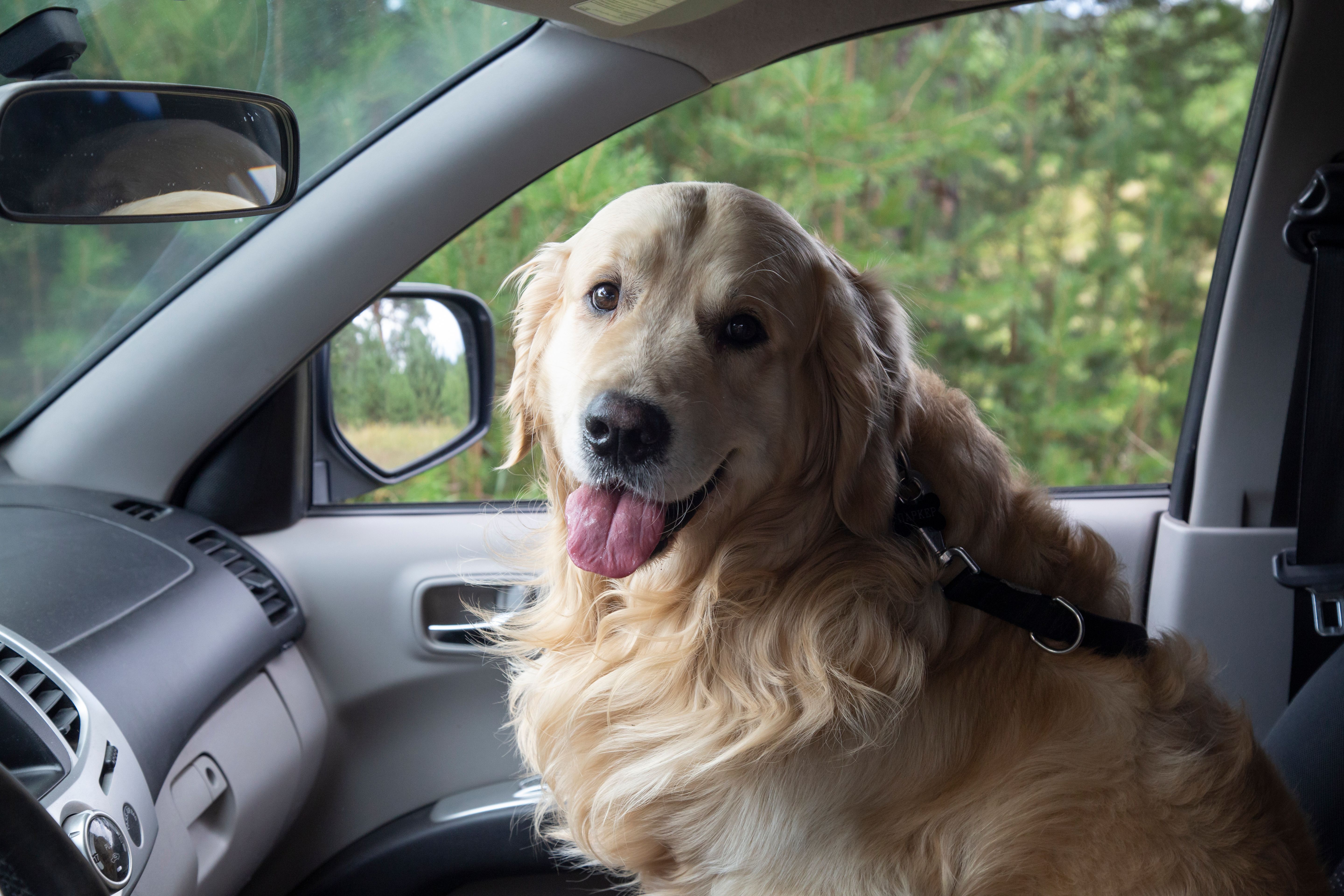 golden retriever travel