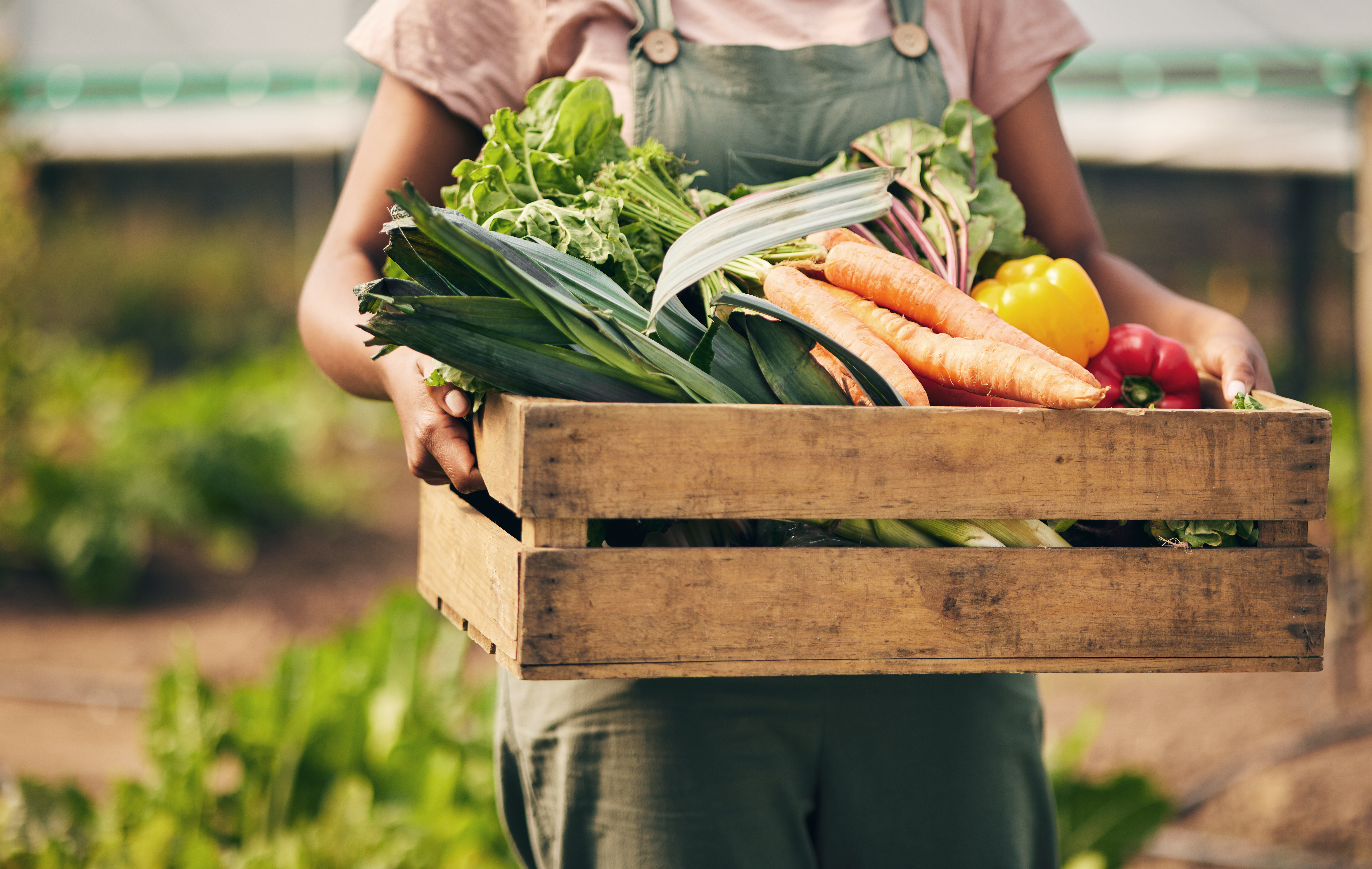 Farmer hands, box and vegetables in greenhouse for agriculture, supply chain business and product in basket. Person, seller or worker in gardening for sustainability NGO, nonprofit and food harvest