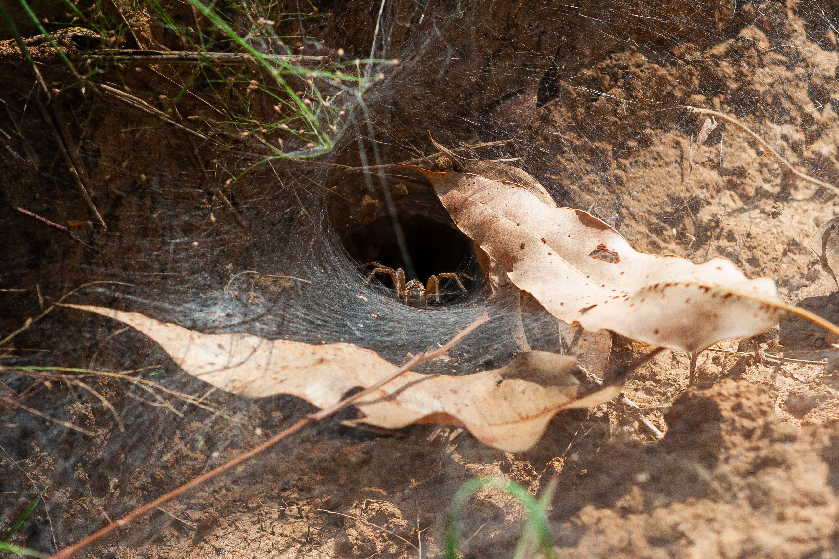 preservação ambiental