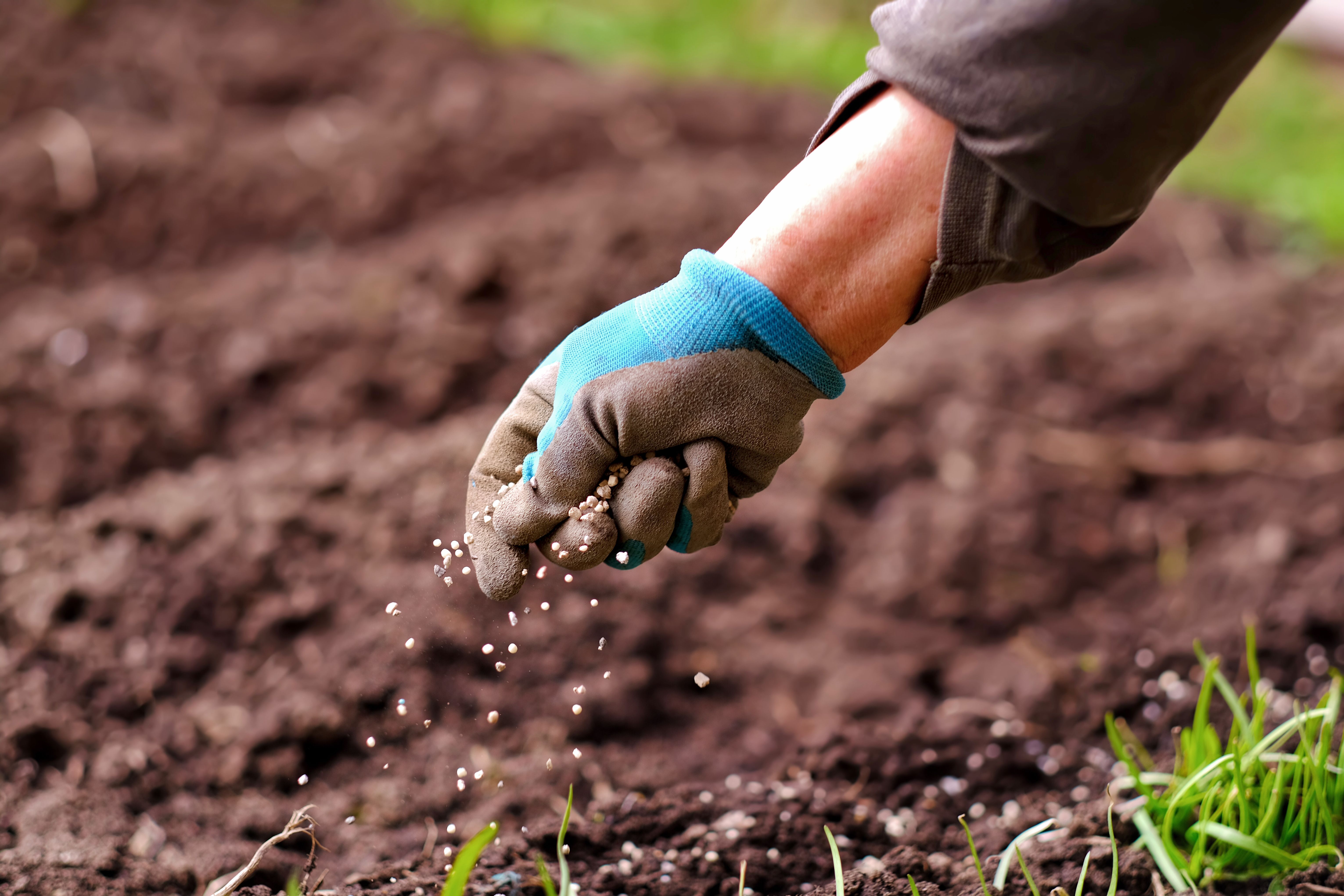 grass seed
